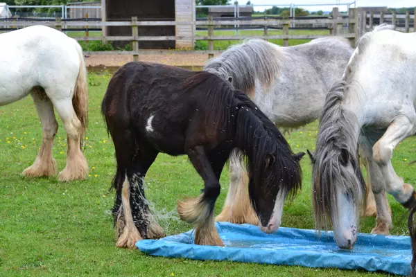 Horses cooling down during the heatwave with water mats at Blue Cross rehoming centre, Burford
