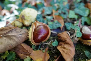 Conker lying on the ground surrounded by leaves and moss.