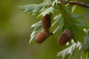 Acorns hanging on an oak tree