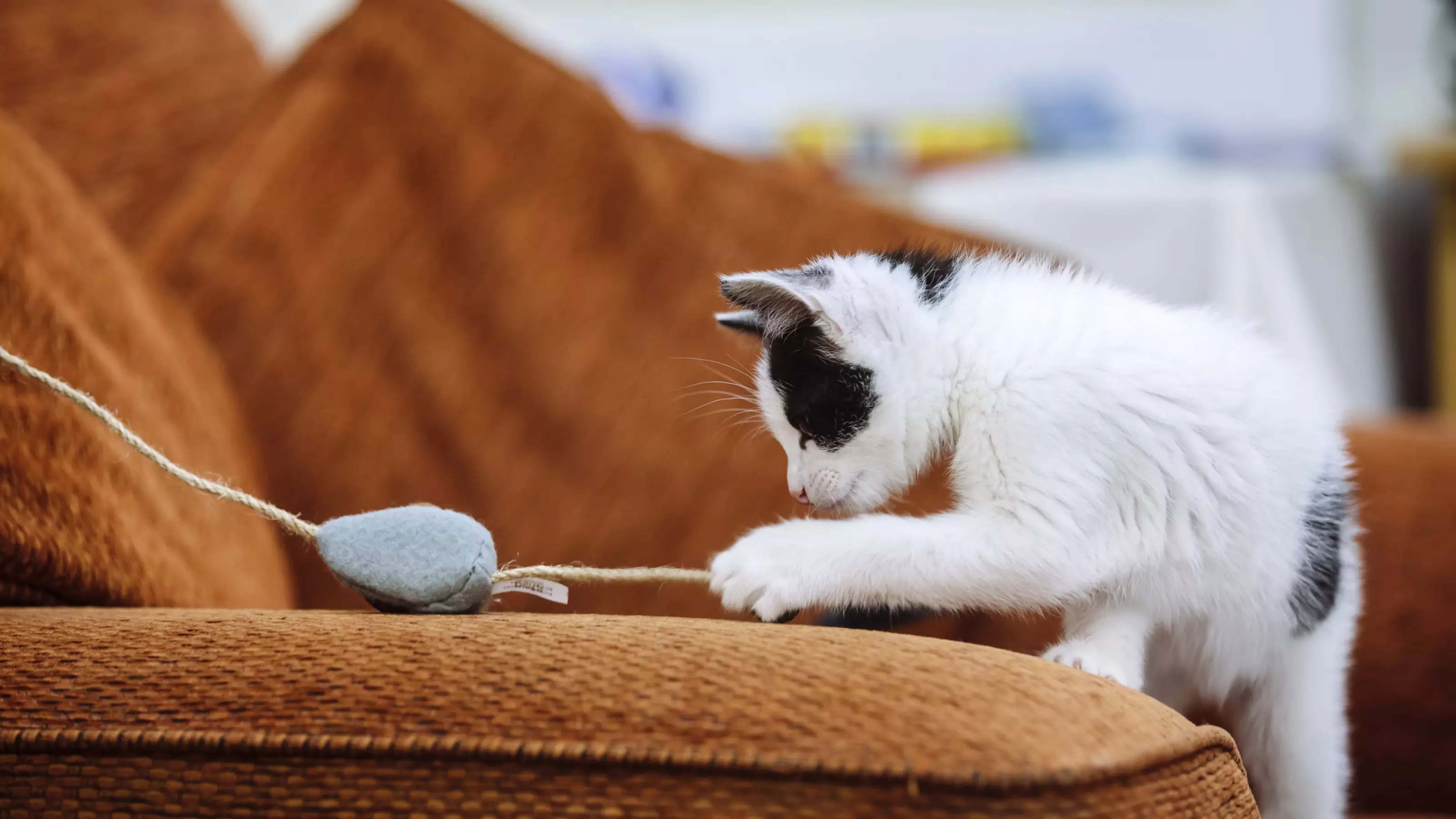 White and black kitten playing with mouse toy