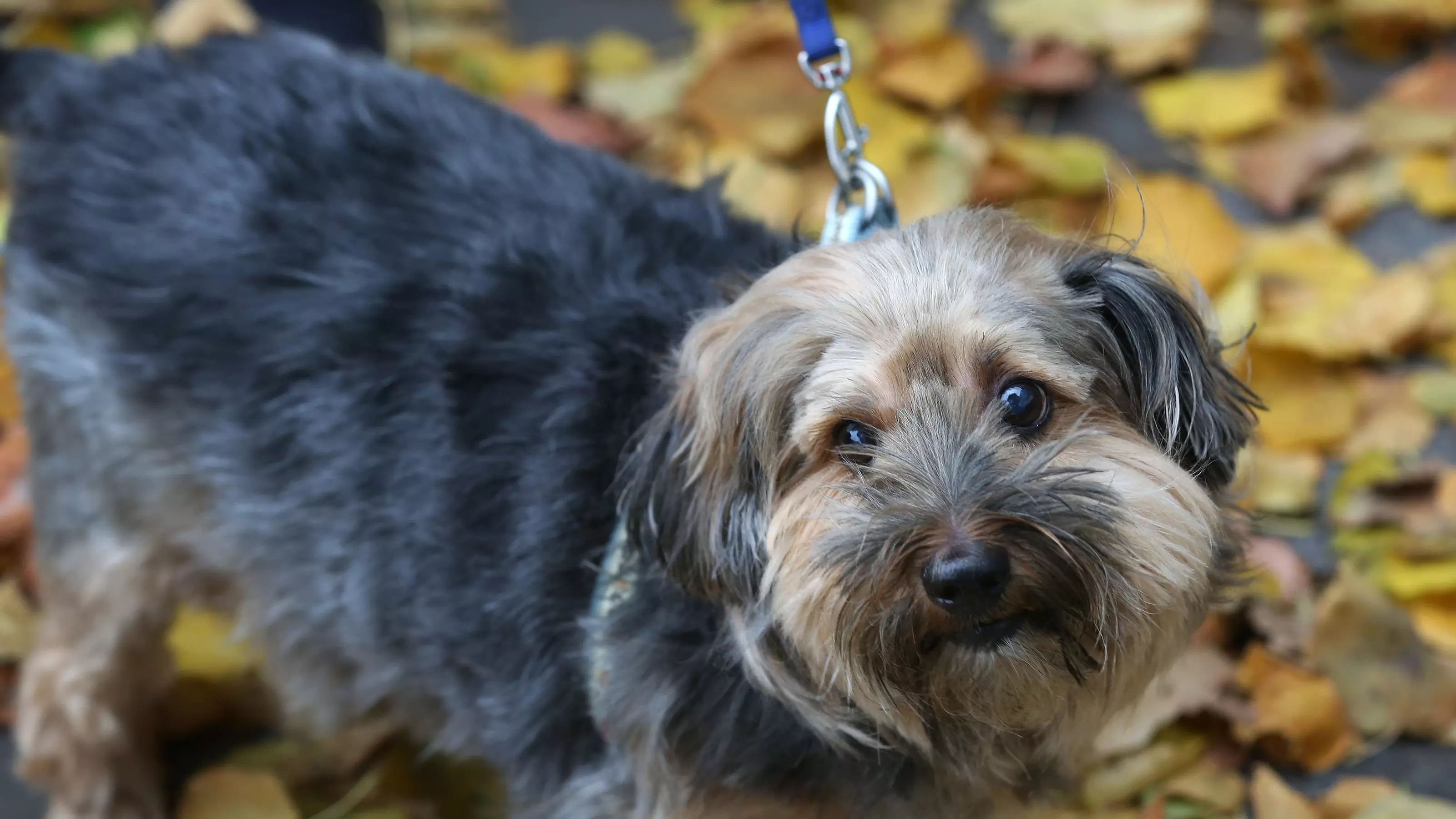 A scruffy crossbreed dog surrounded by yellow and red autumnal leaves looks at the camera