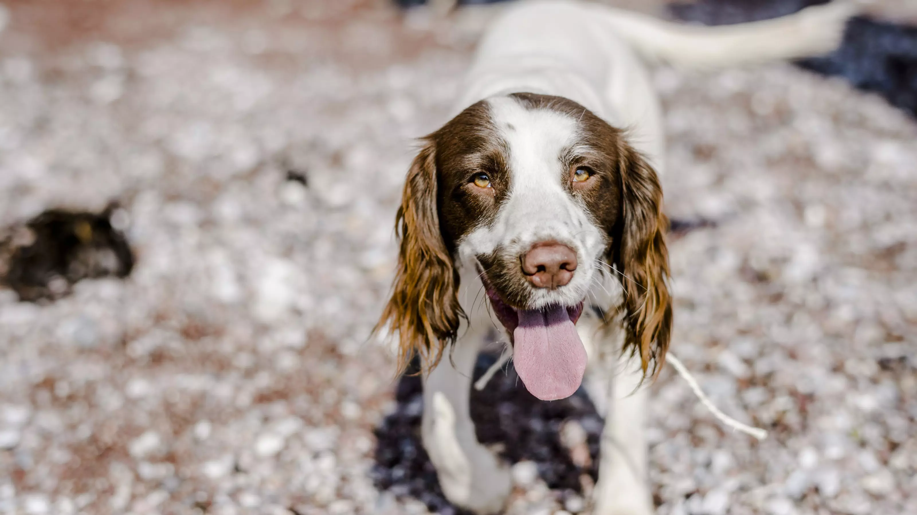 Spaniel on the beach during the summer