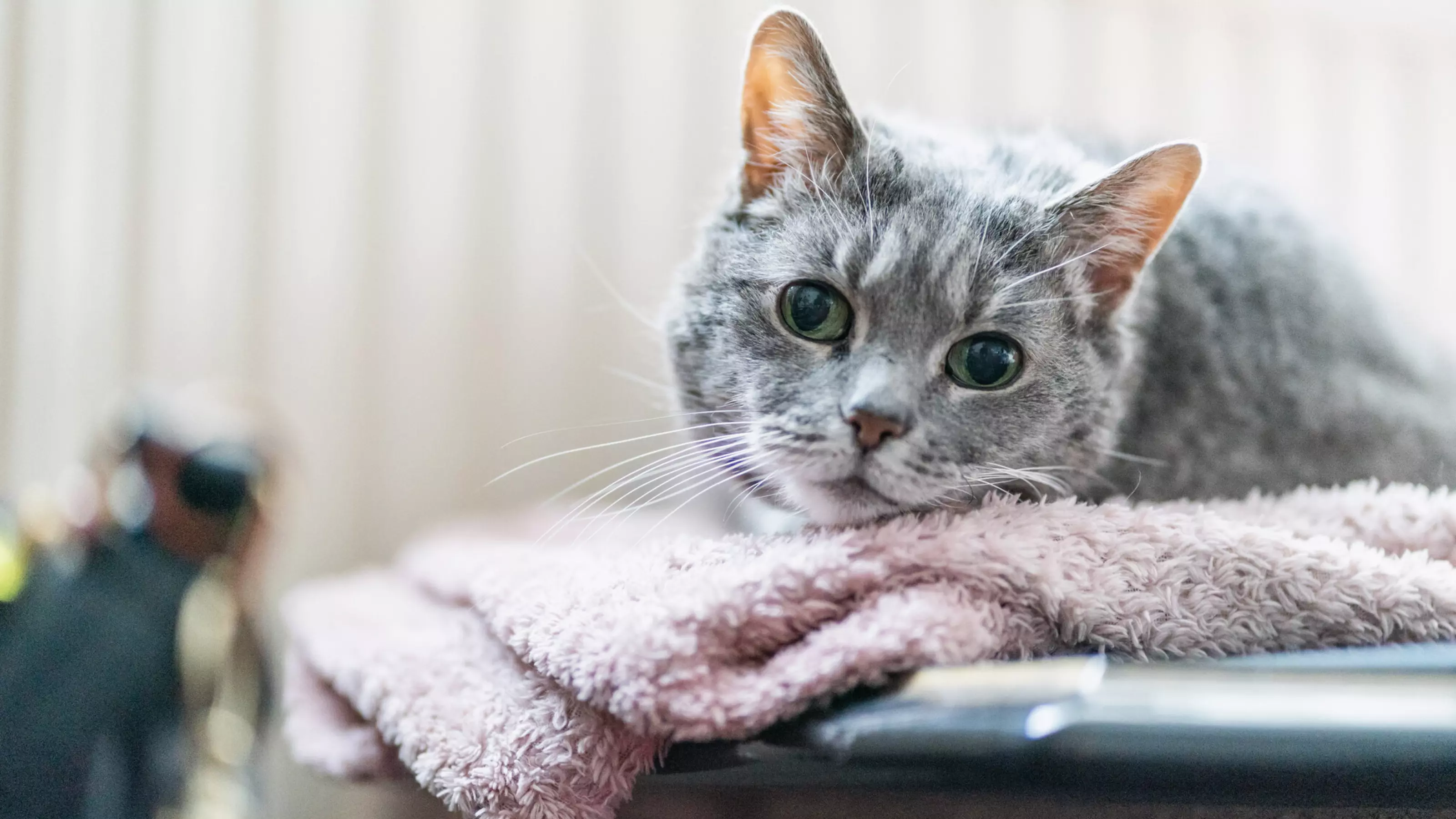 Grey cat lying on pink blanket
