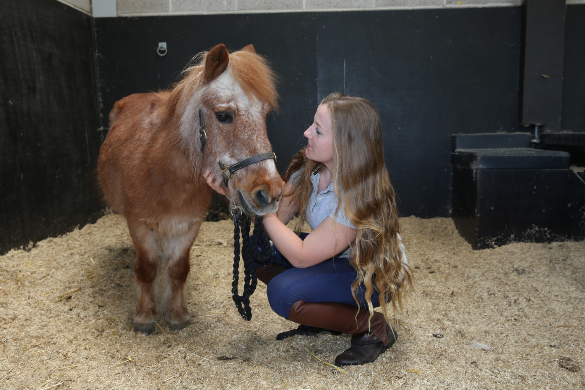 Stabled Shetland pony with owner 