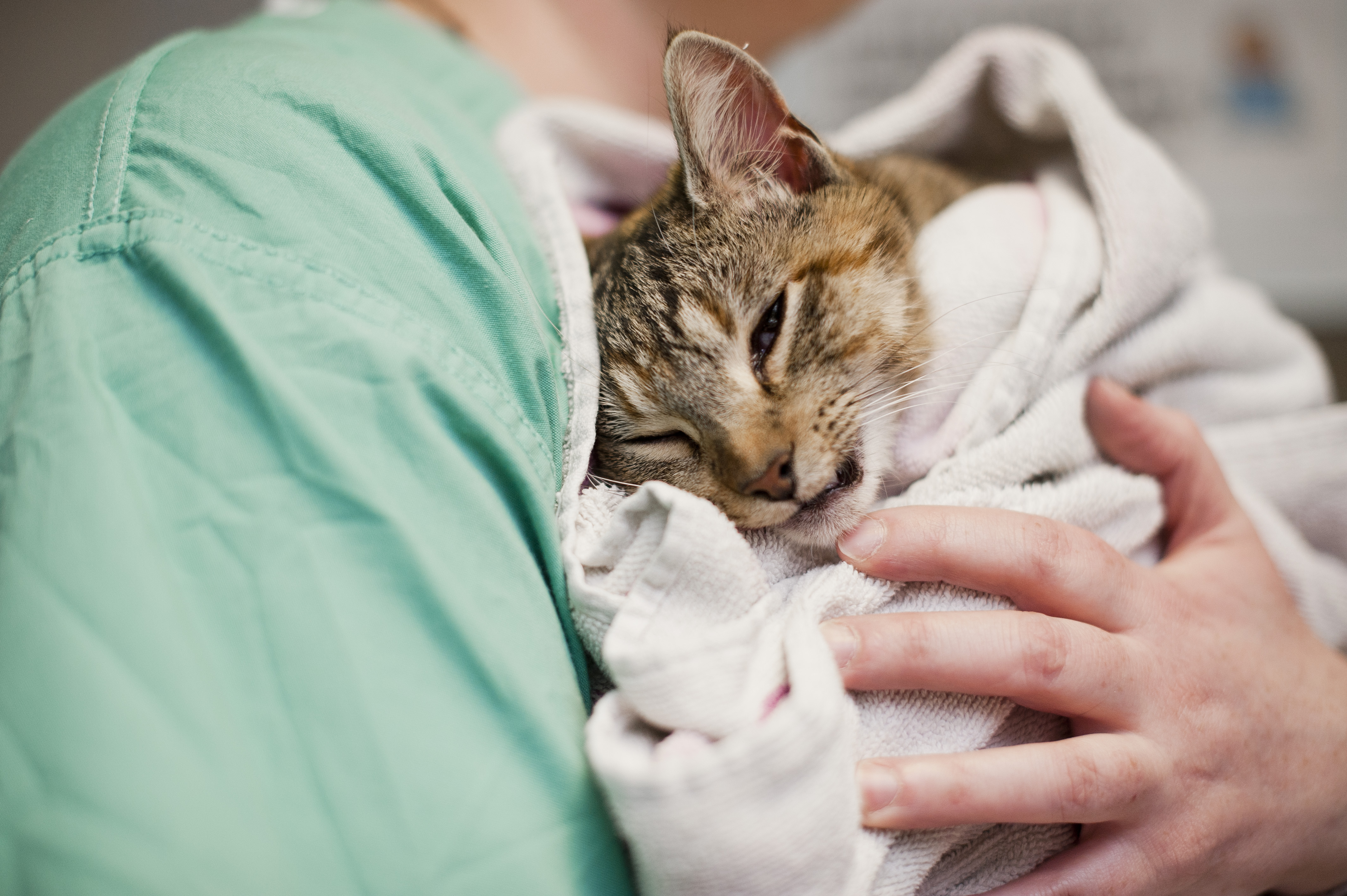 Cat wrapped up in a towel being held by a vet nurse