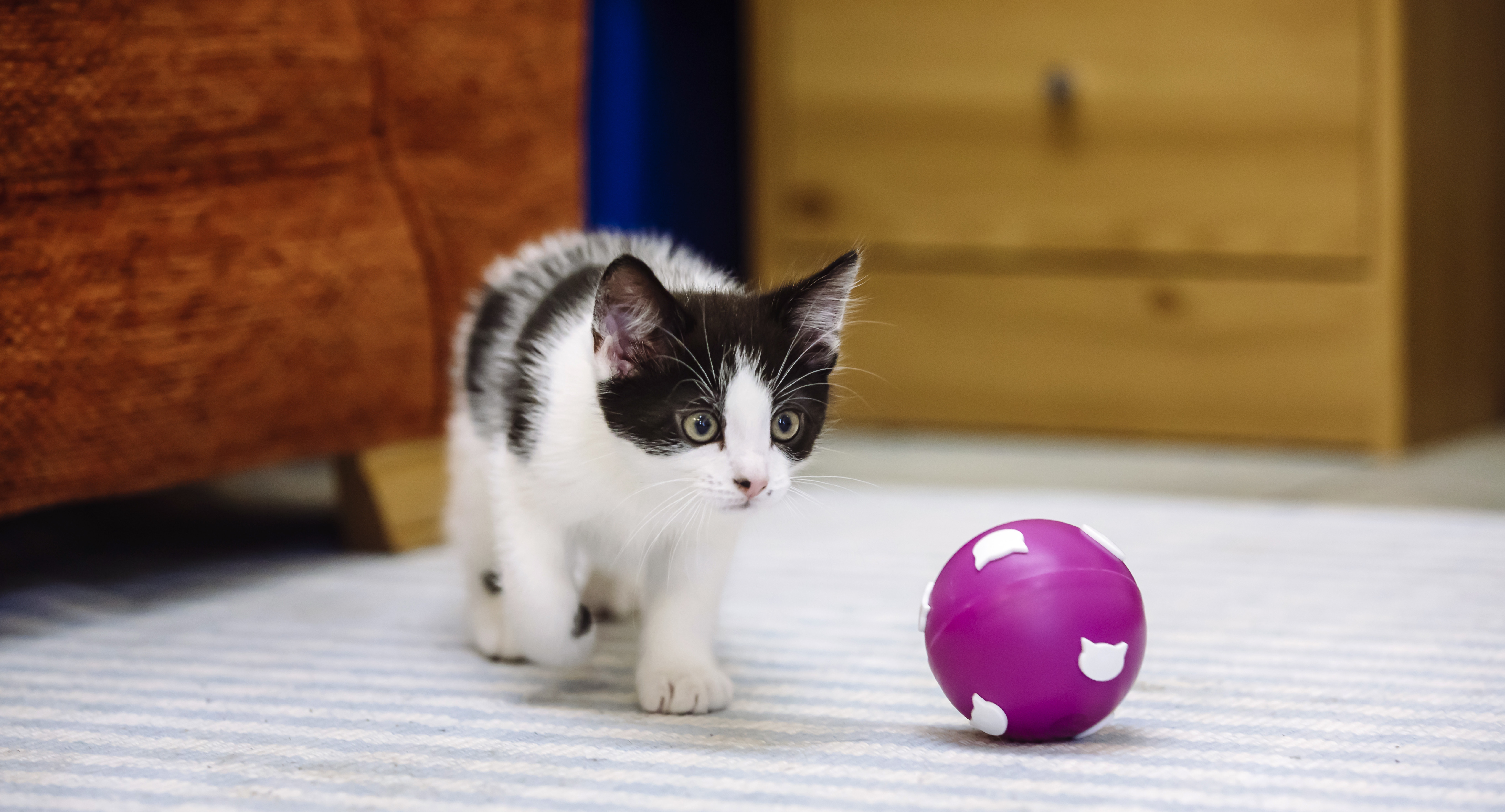 A black and white kitten stalks a purple ball getting ready to pounce
