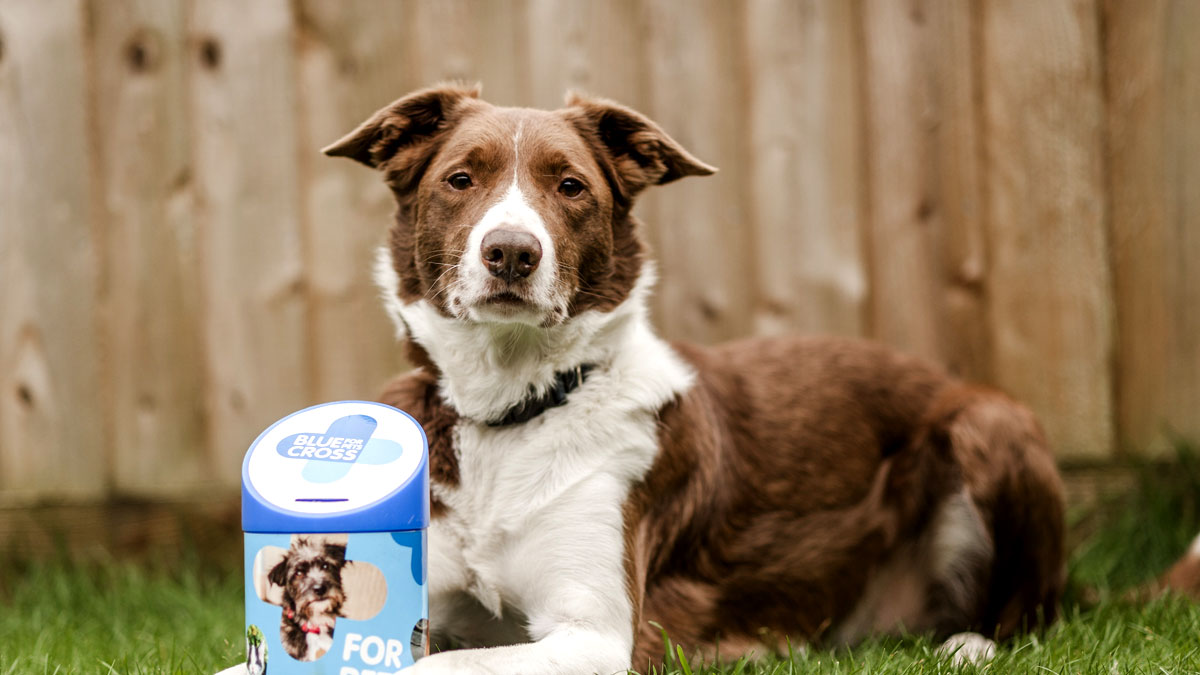 Brown and white border collie lying on grass with Blue Cross money collection tin between front paws