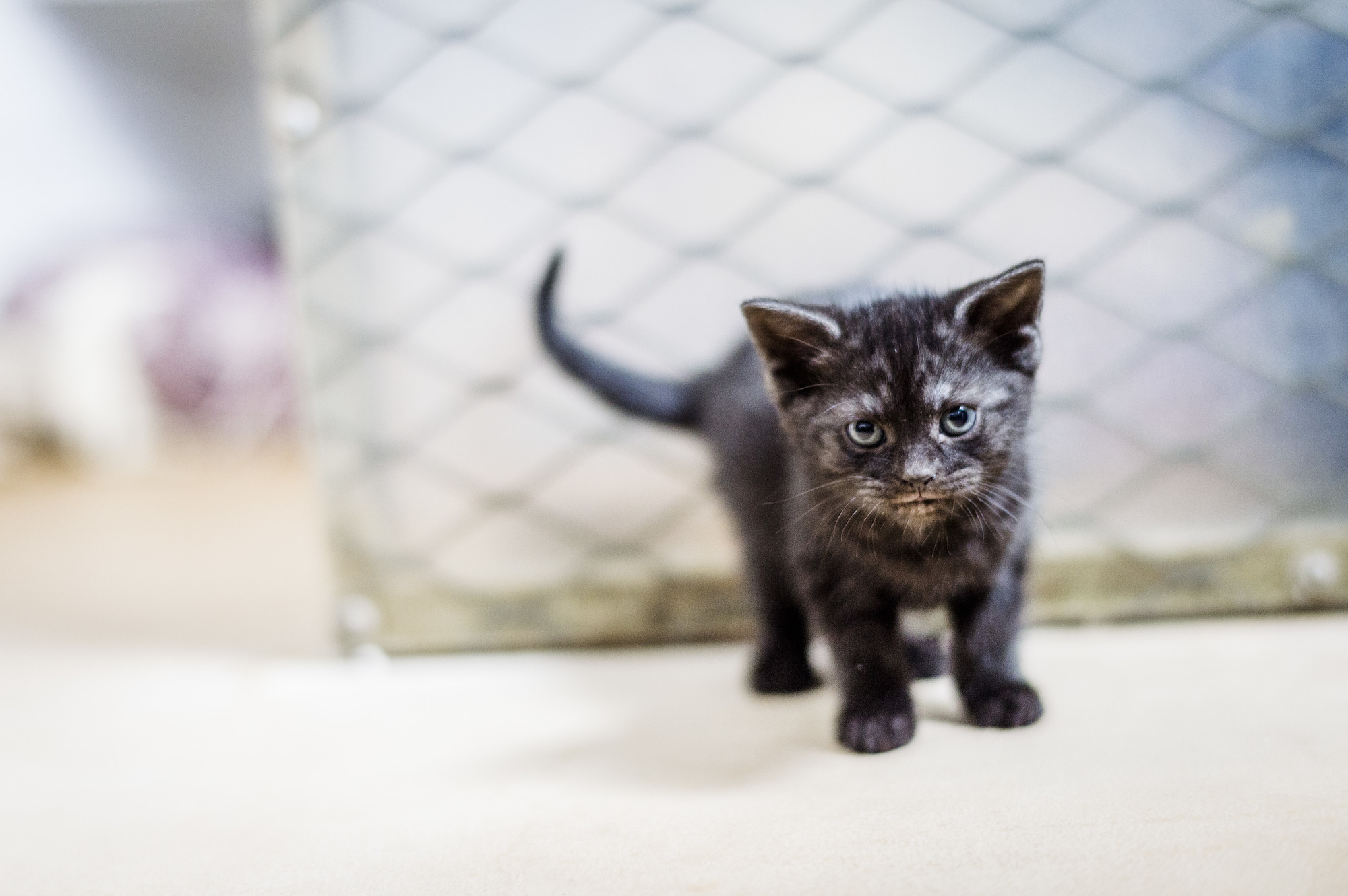 Kitten walking in front of a mesh background