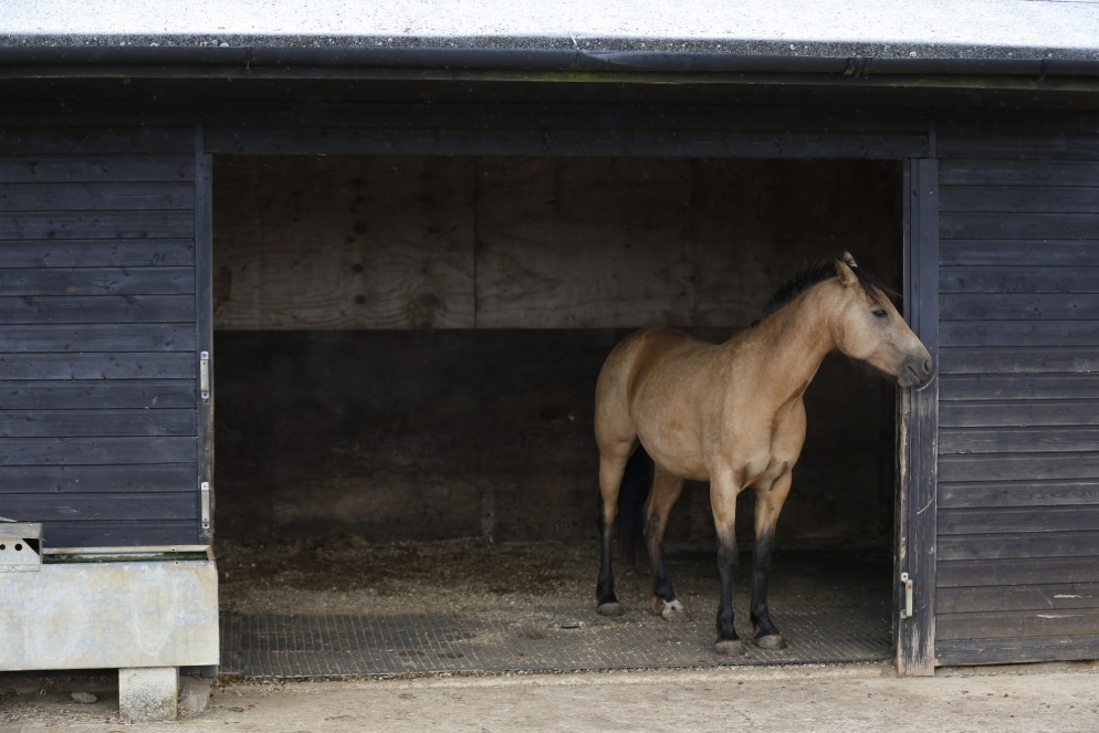 a brown horse stands inside a stable and looks out. The door is open.
