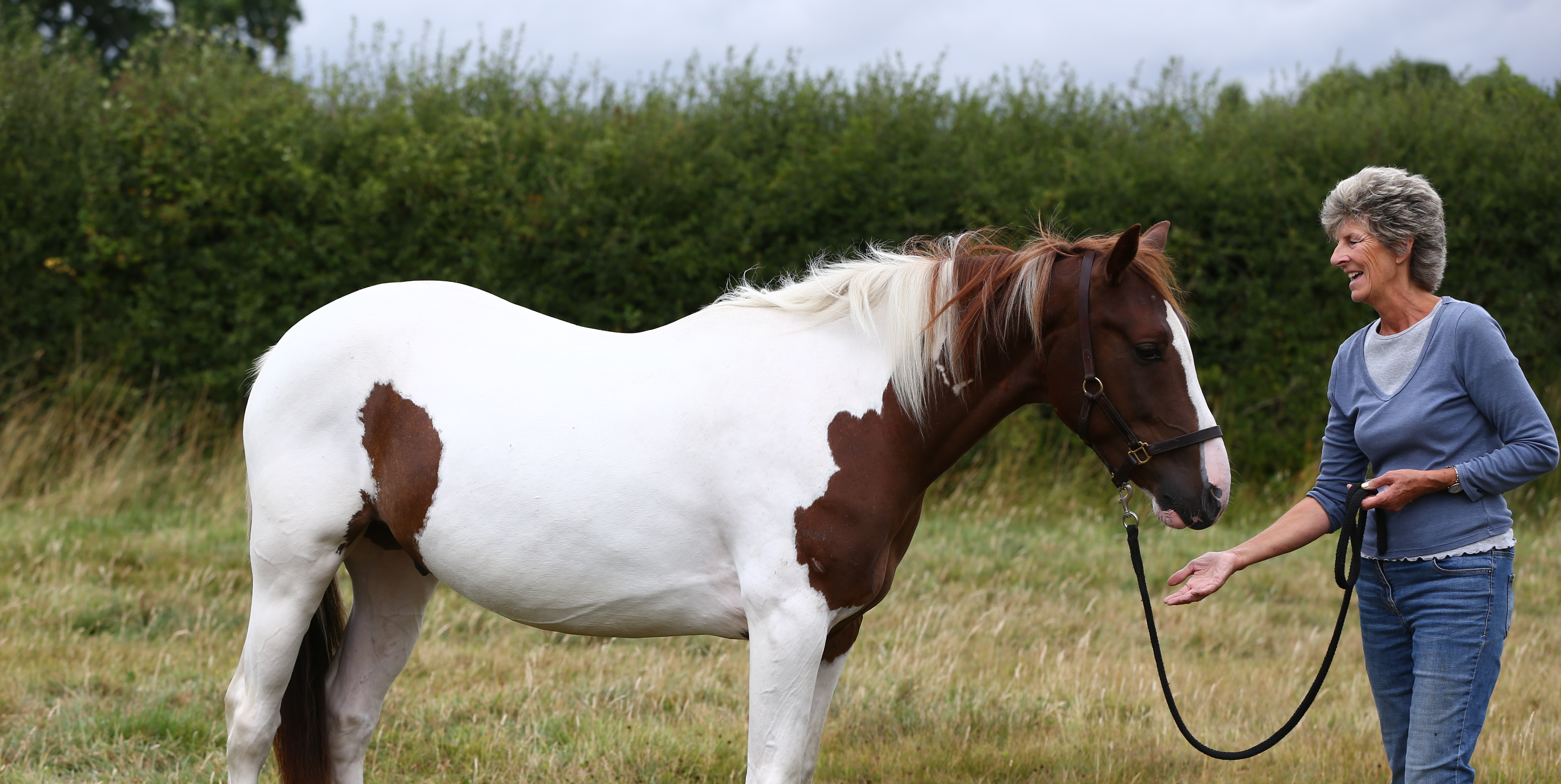 White and brown horse Denny with his owner in his new home