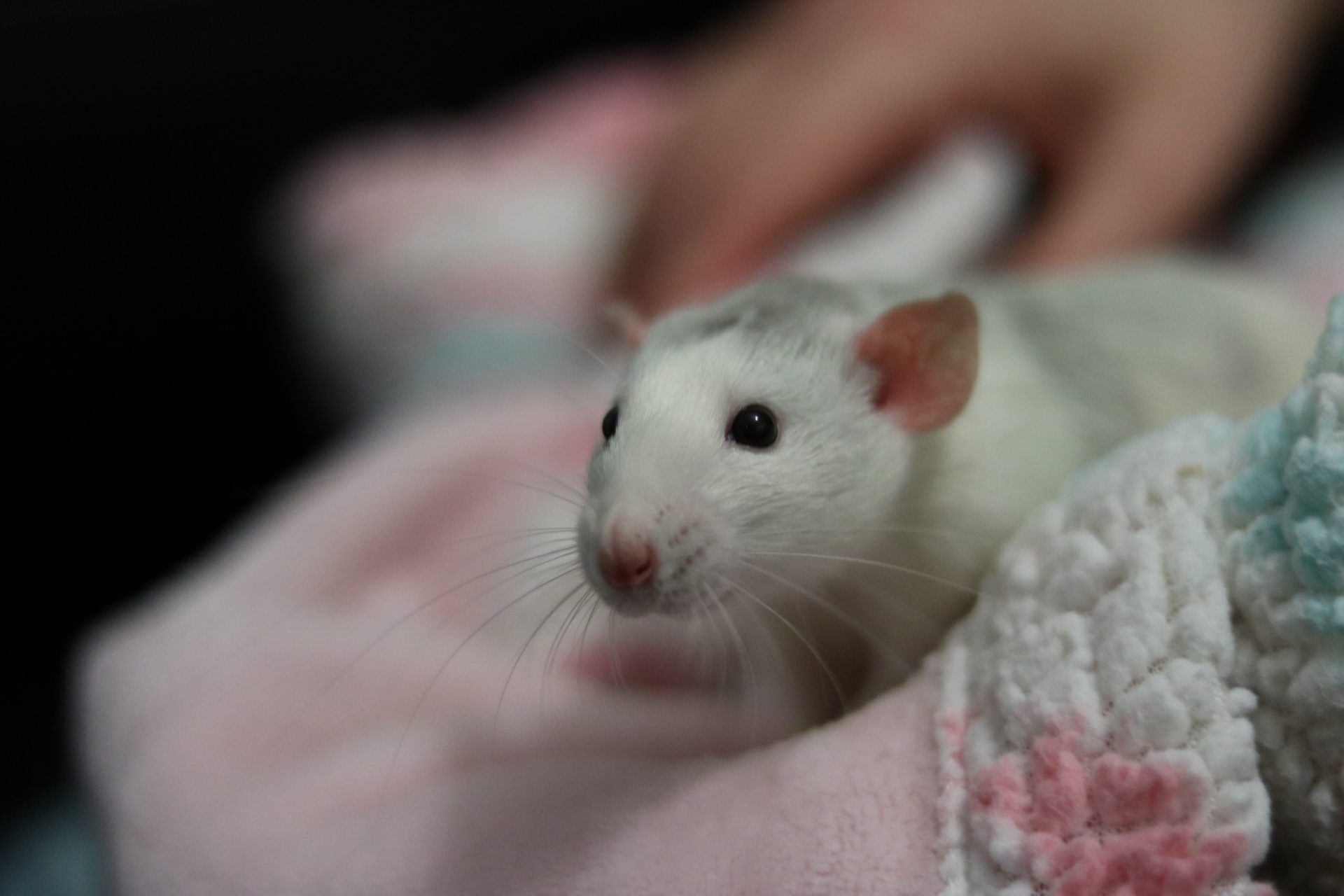 Rat resting on a blanket