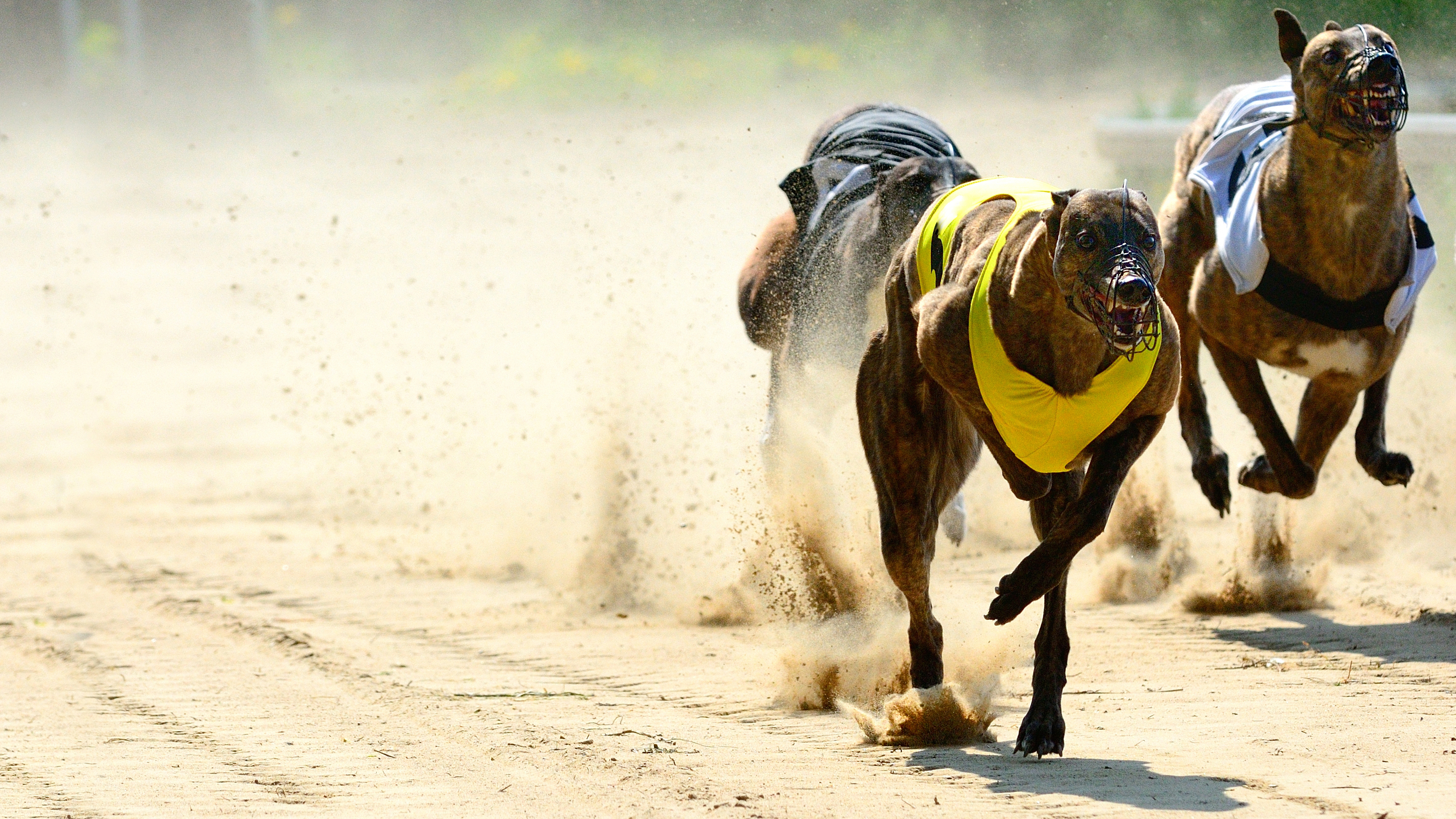 Three racing greyhounds speed round a sandy track