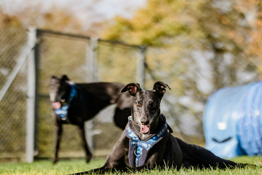 Ex greyhound racers Dolly and Betty in a park