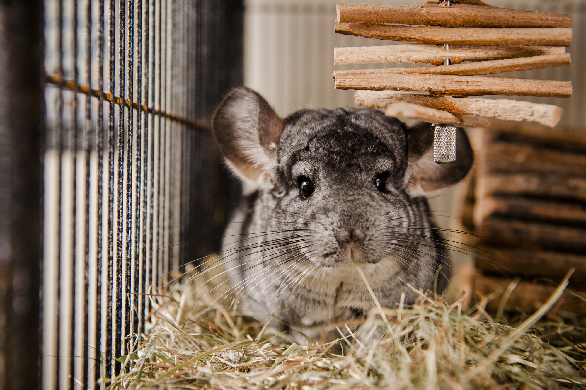 A grey chinchilla explores their hay bedding.