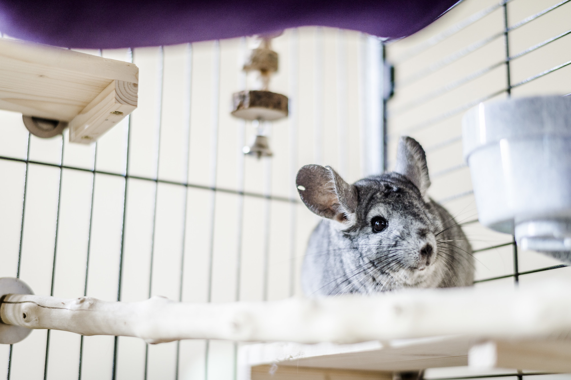 A grey chinchilla in their accommodation, surrounded by wooden toys.