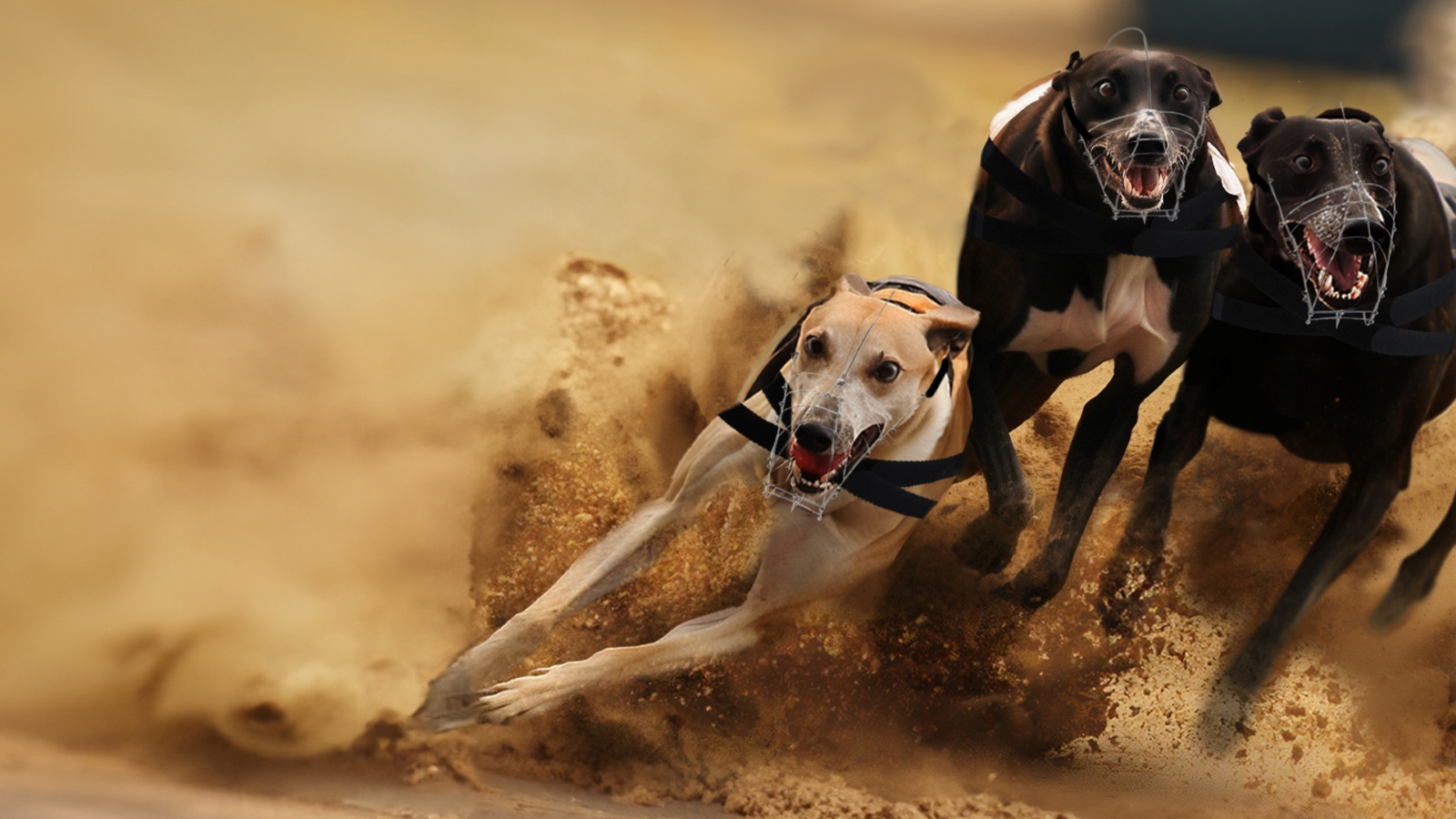 Three greyhounds race round a sand track