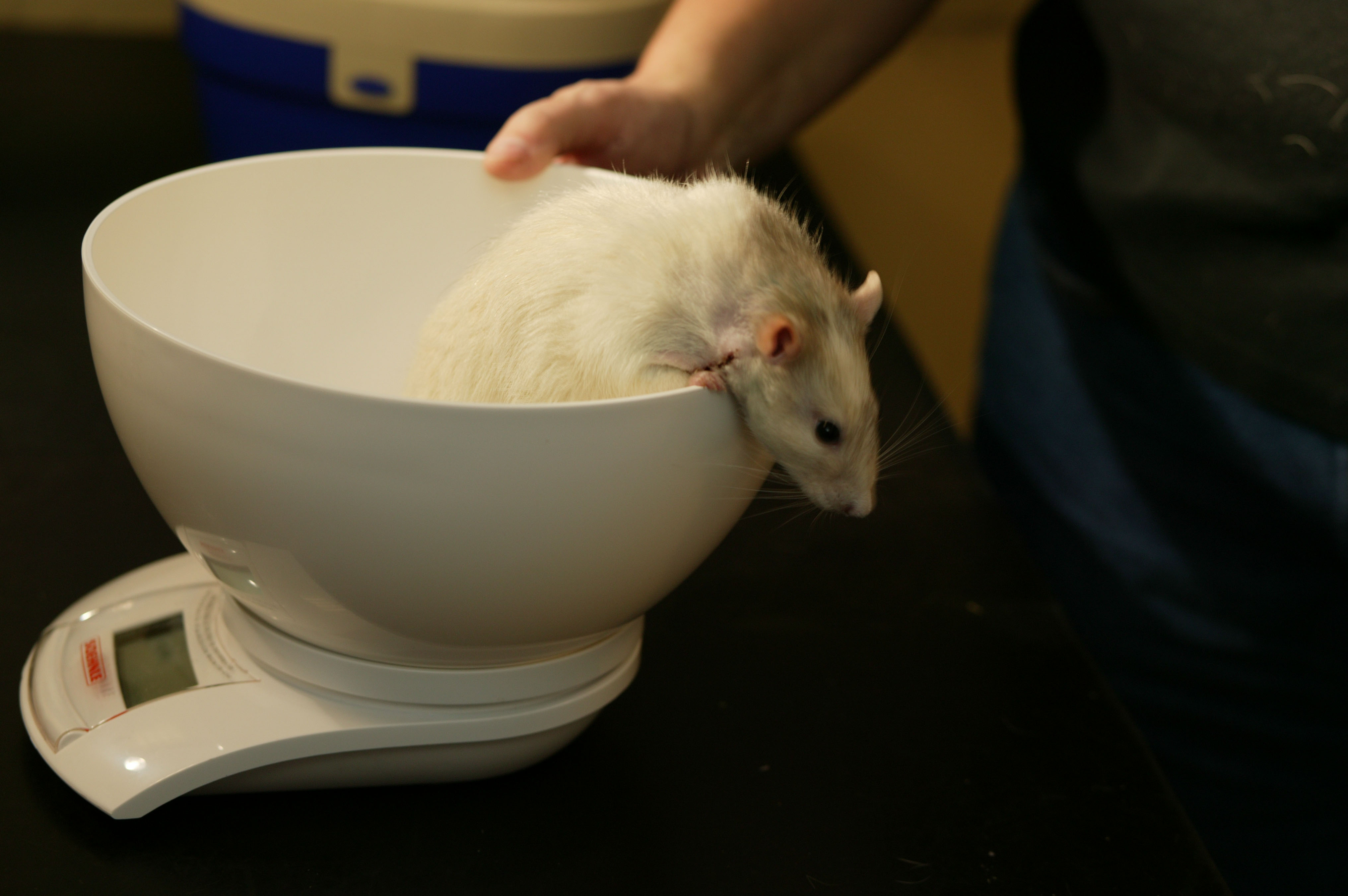 A white and grey rat being weighed by a vet.