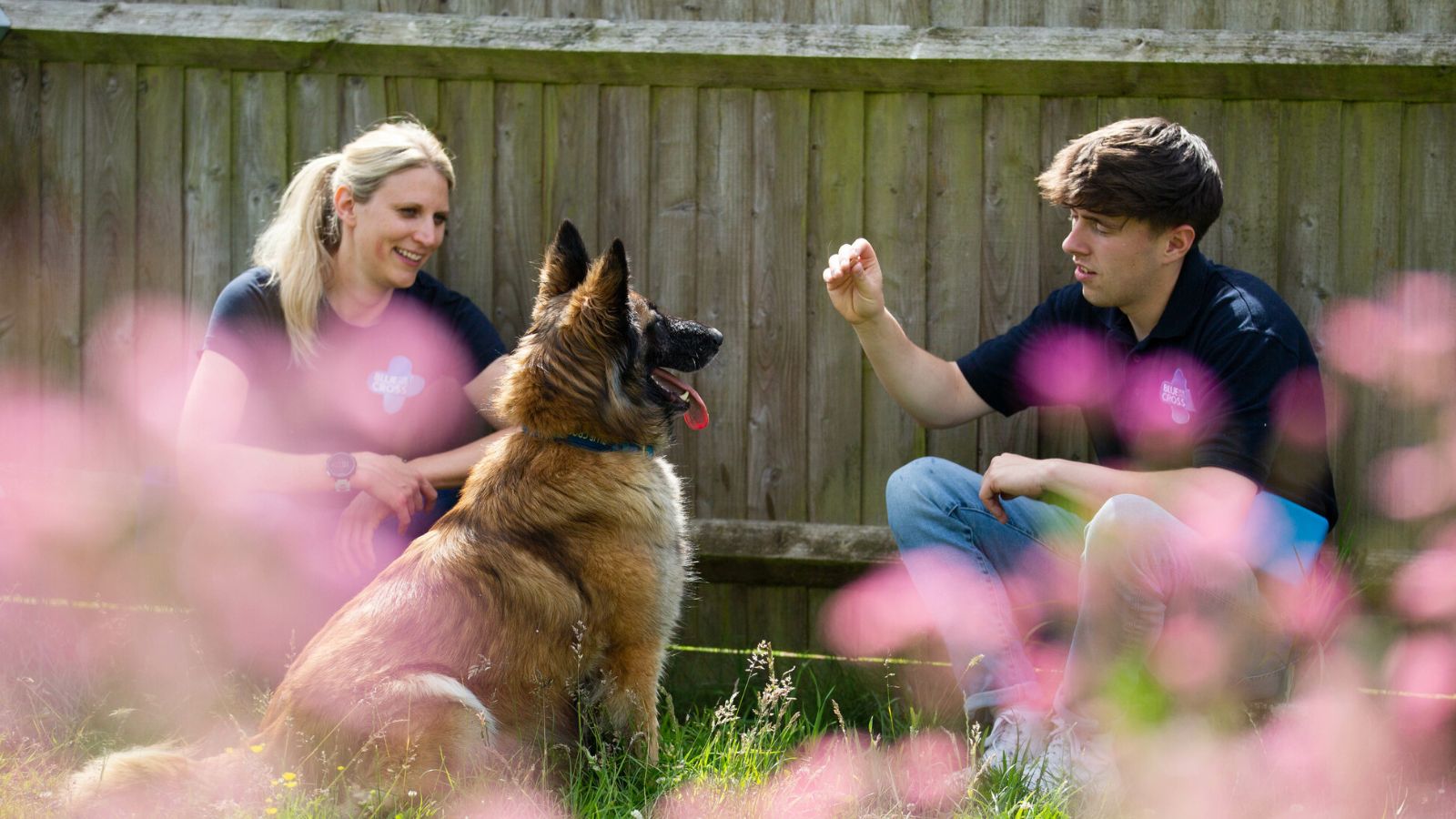 A German Shepherd dog is trained using positive reinforcement by two Blue Cross behaviourists.