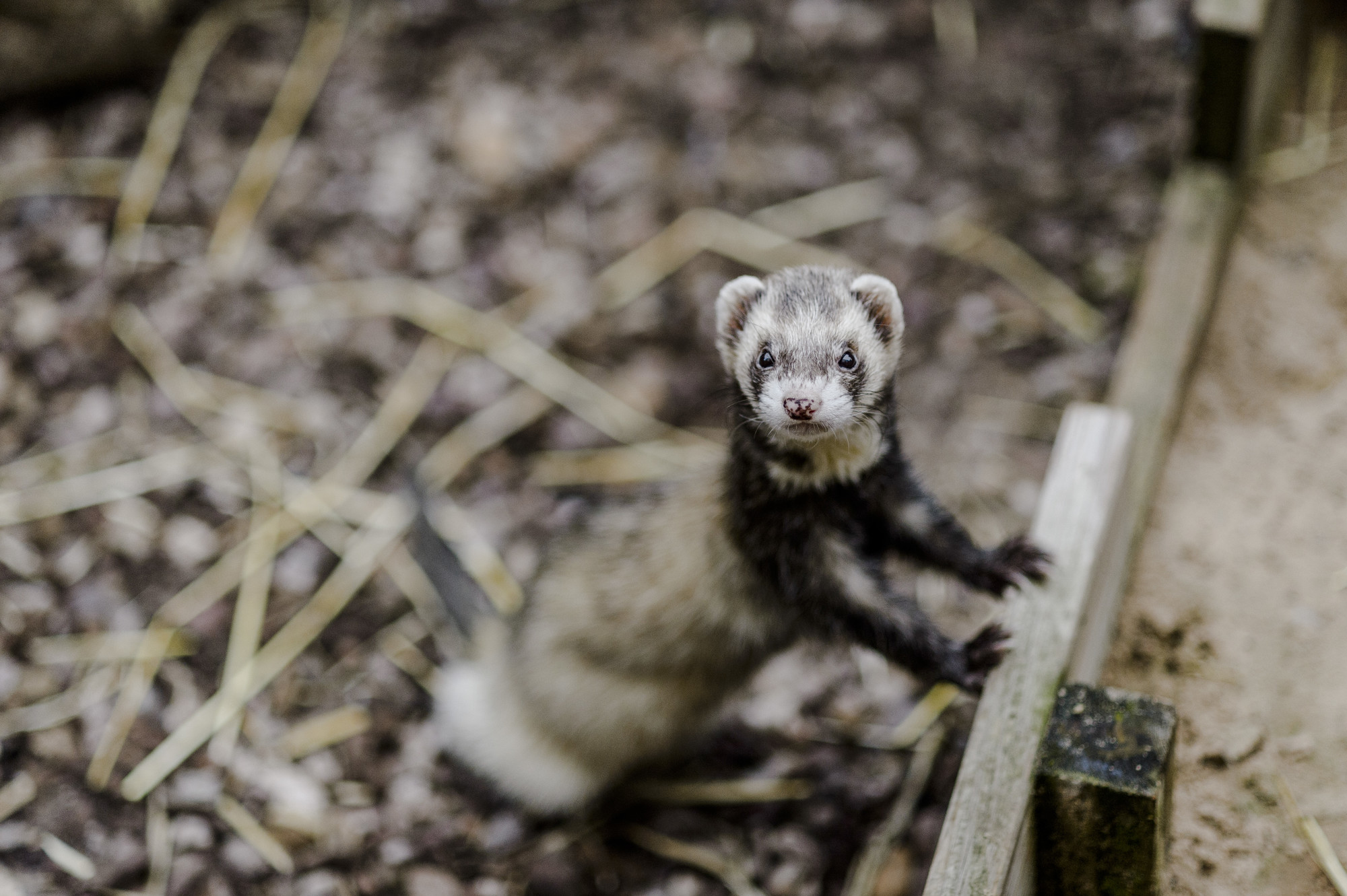 A chocolate ferret peering out of their accommodation.