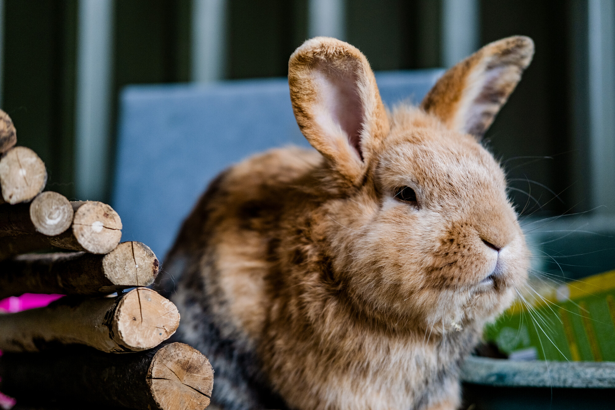 A ginger rabbit sits next to a wooden hideaway in their accommodation.