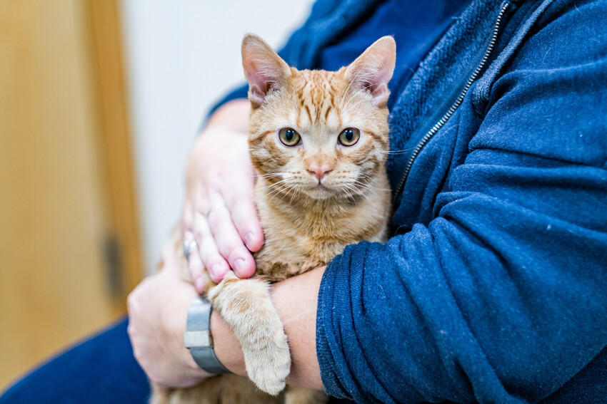 Ginger cat Rocky sits on a staff member's lap, who gives him a gentle stroke