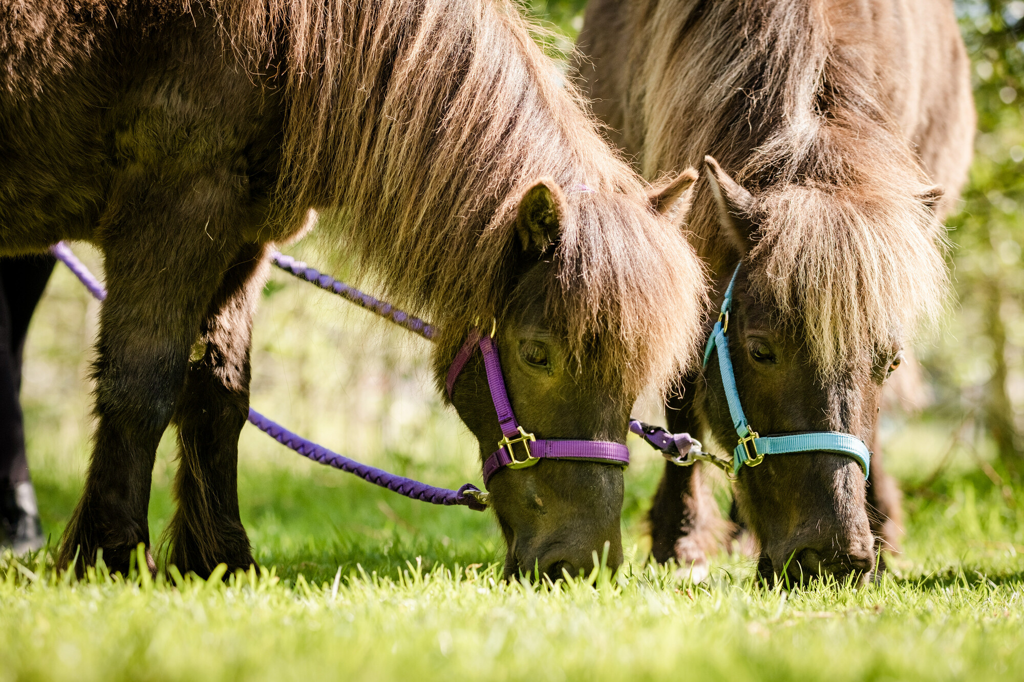 A close up of two brown ponies called treacle and candy in purple and blue reins, eating grass in a field
