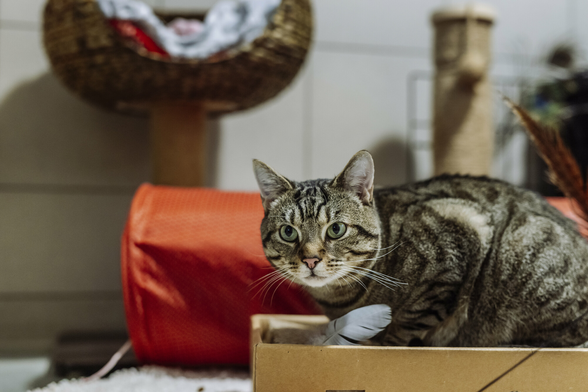 Tabby cat Dash in a box with a red tunnel behind