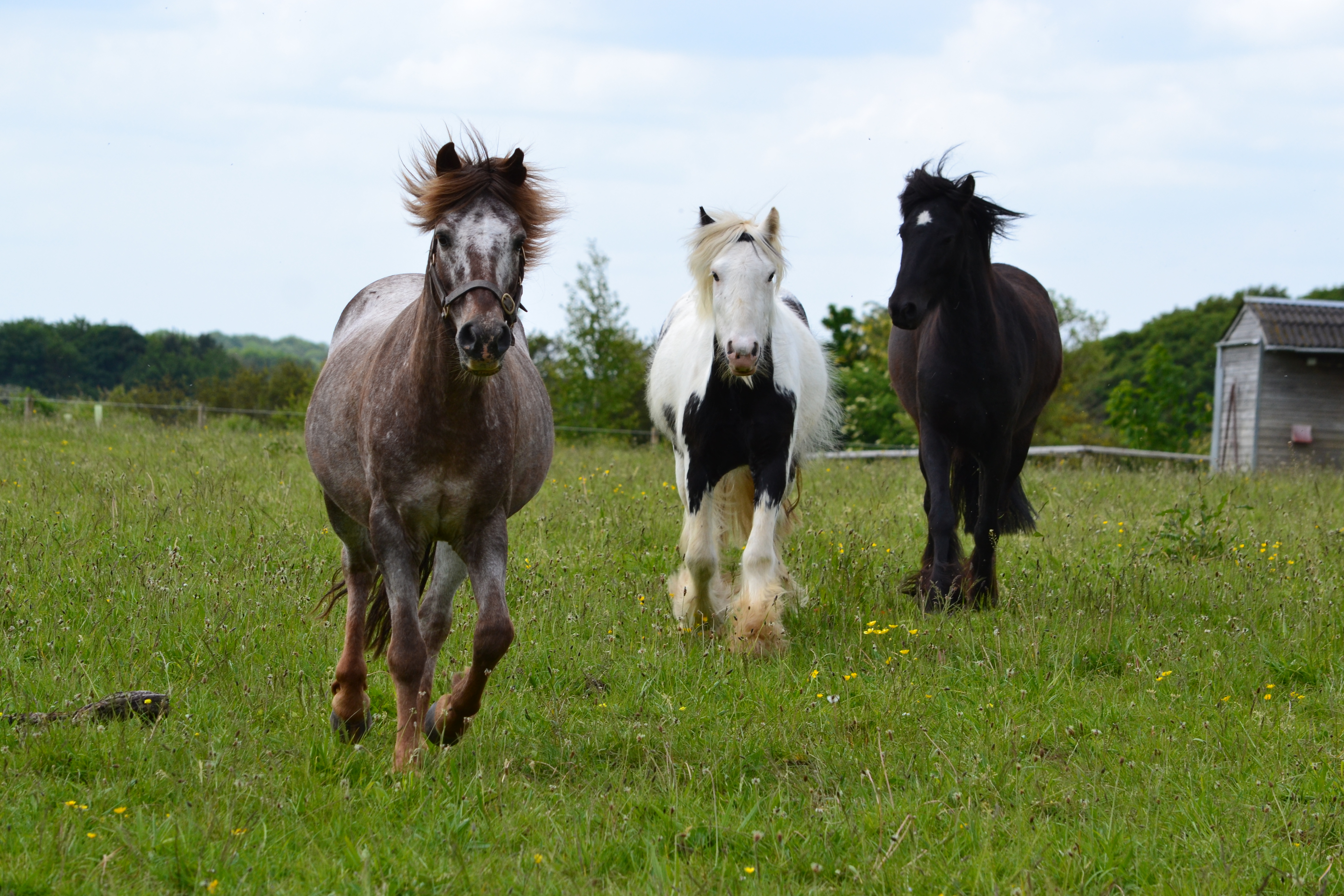 Strawberry roan pony Barley gallops through a field with a piebald pony and a black pony