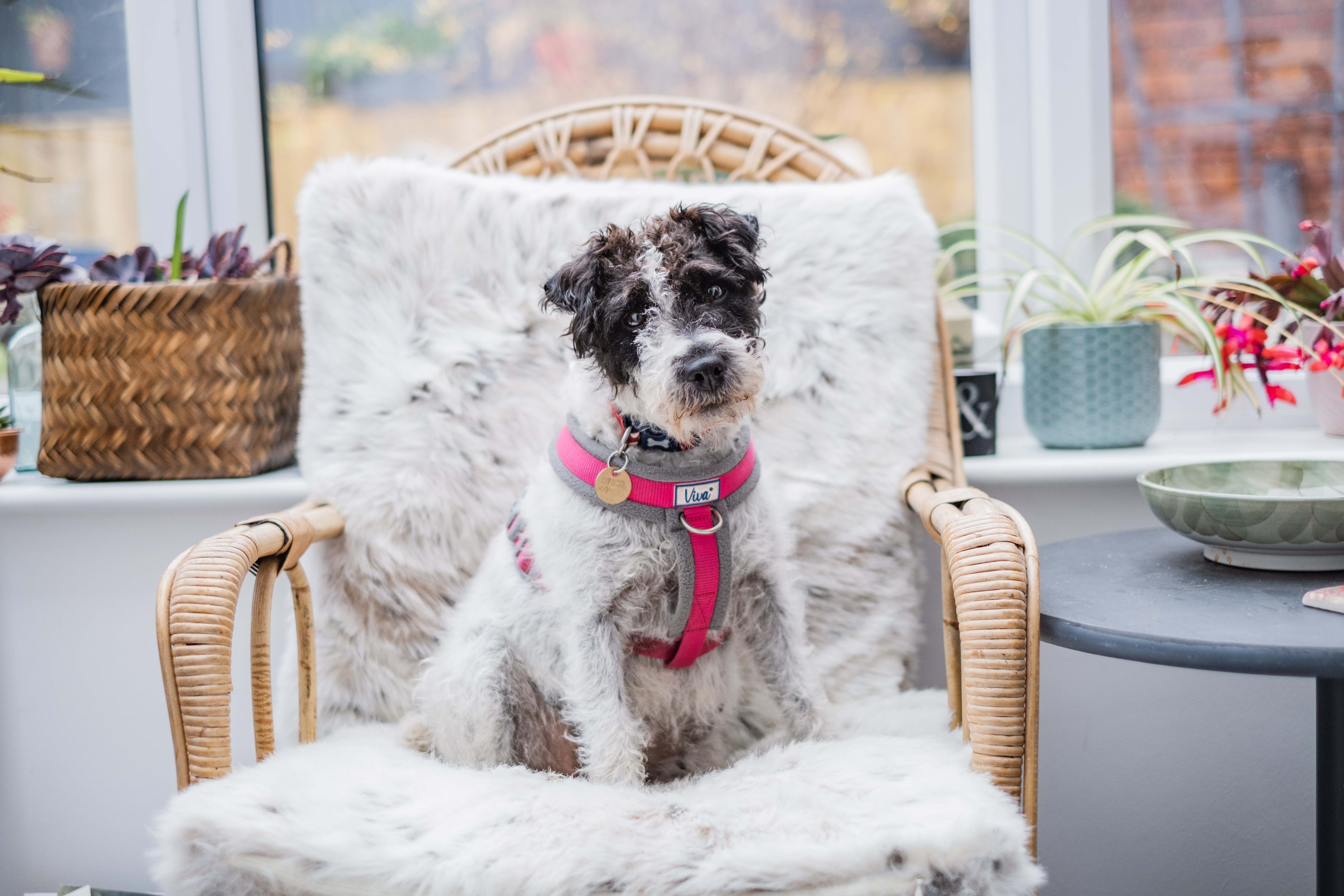 Black and white terrier Rosie sits on a fluffy cushion on a wooden wicker chair gazing into the camera