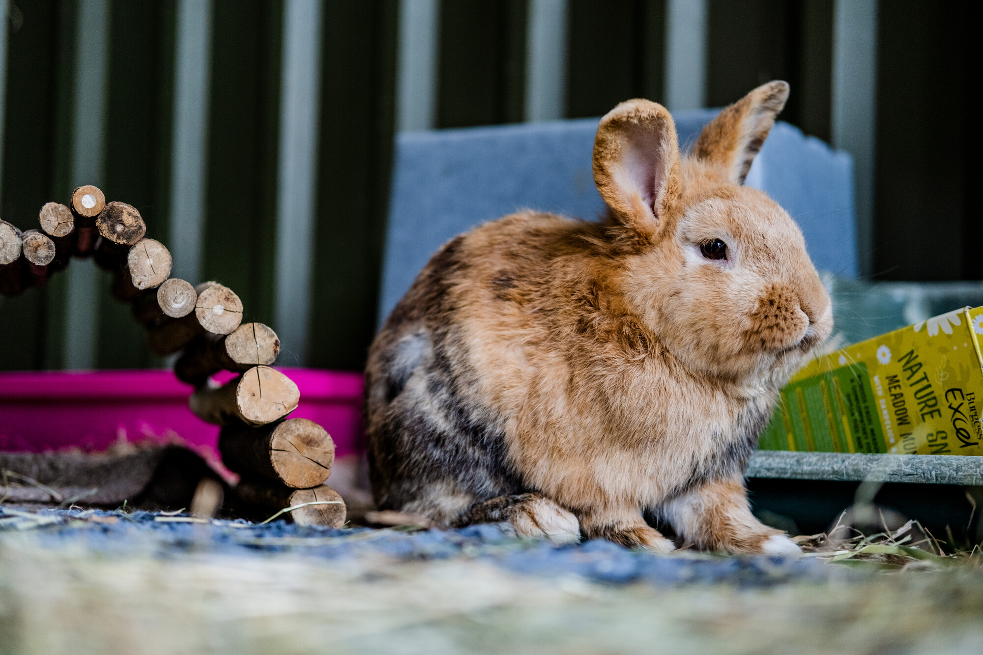 Light brown rabbit with pointy ears sitting happily in their enclosure