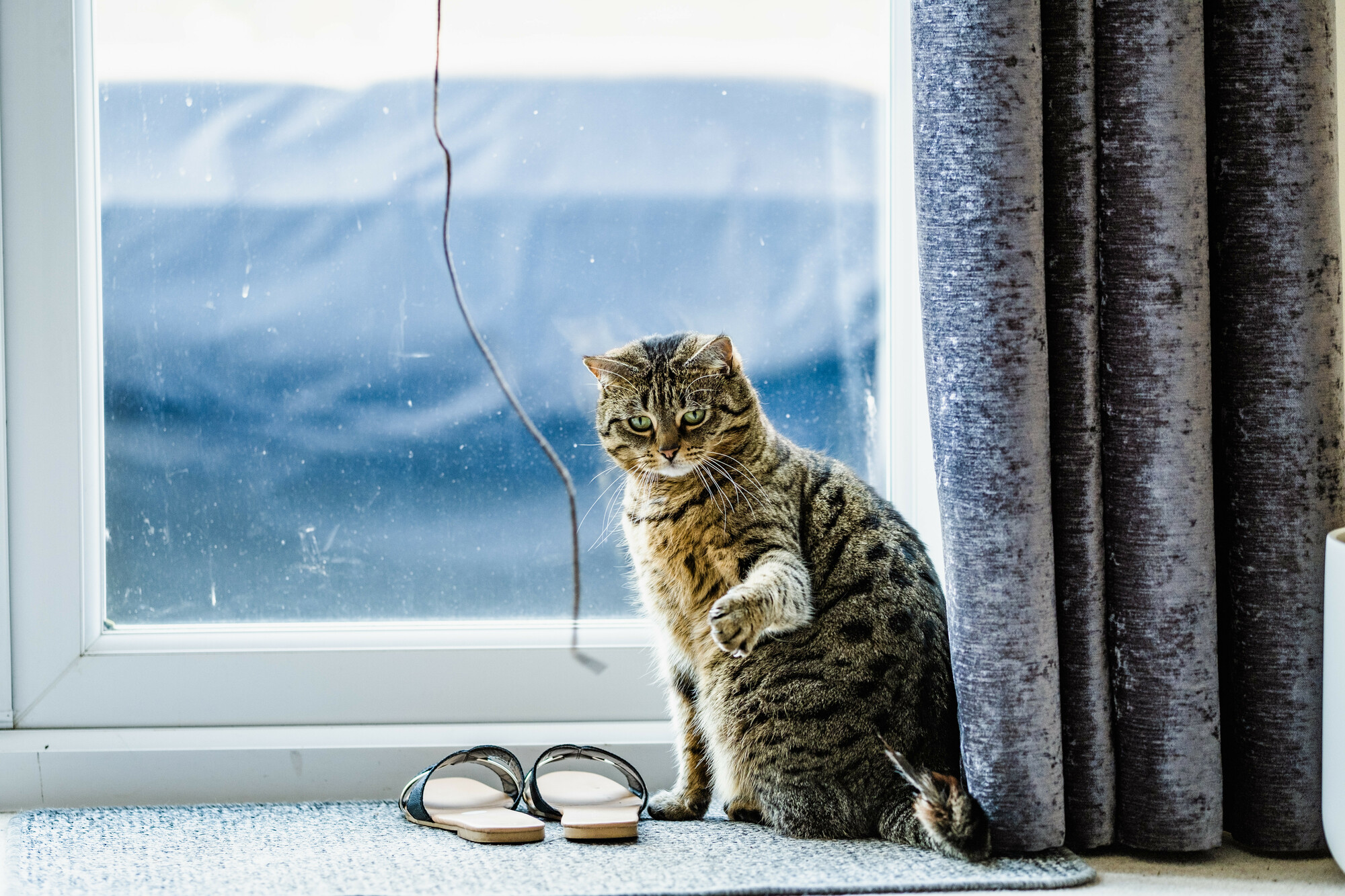 A tabby cat sits by a window and plays with a cat toy.