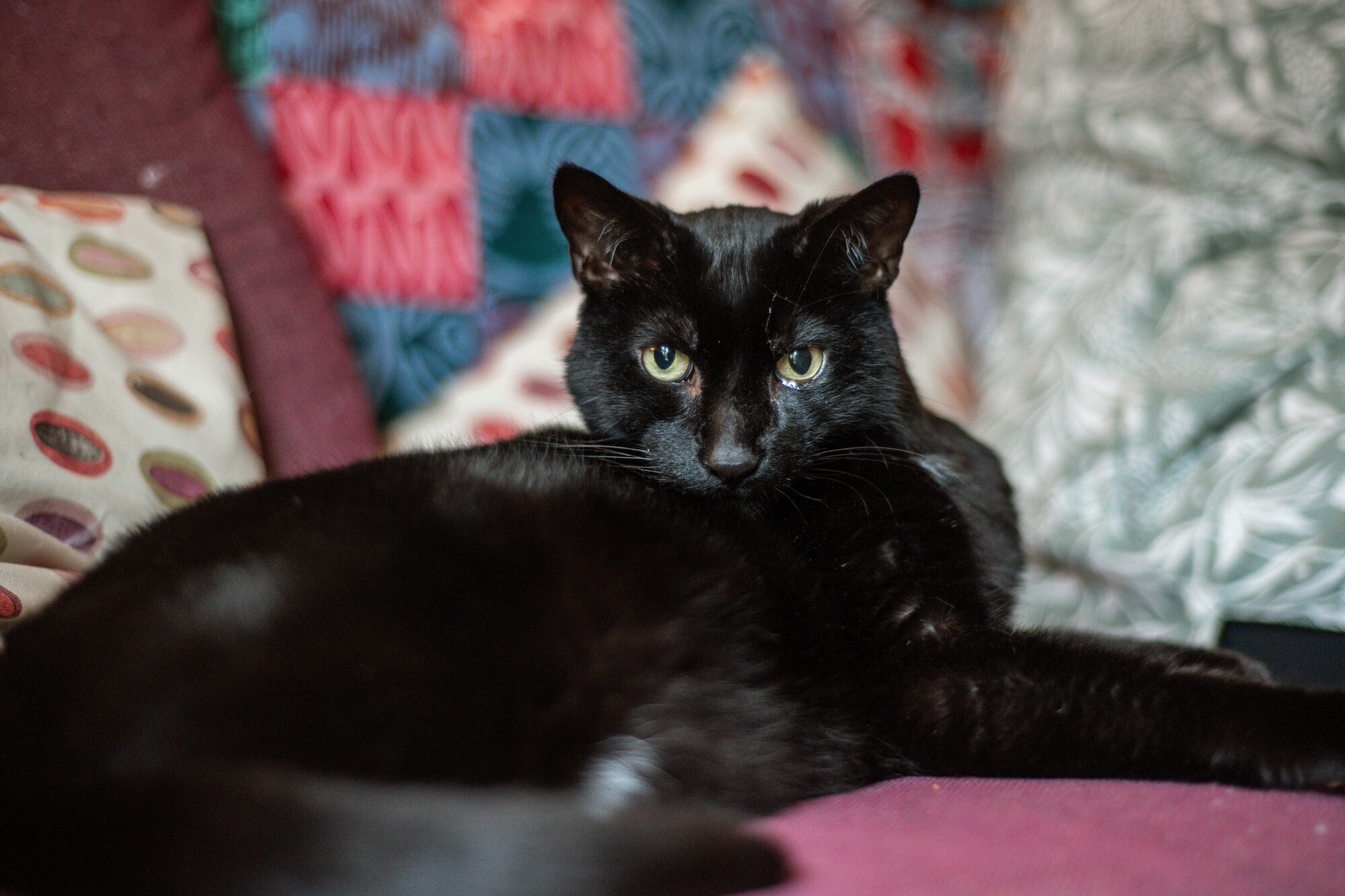 Black cat Moose lies on a burgundy-coloured couch looking to camera
