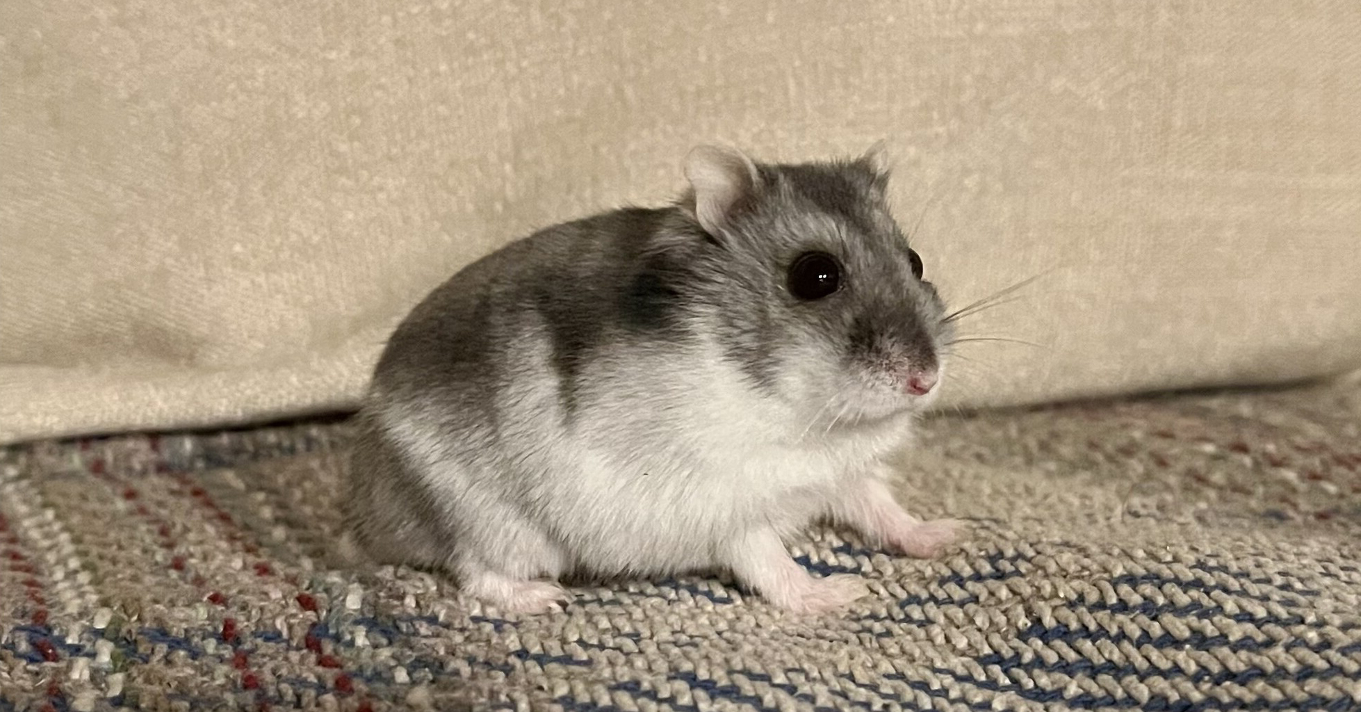 Hamster Roxy sat on a sofa