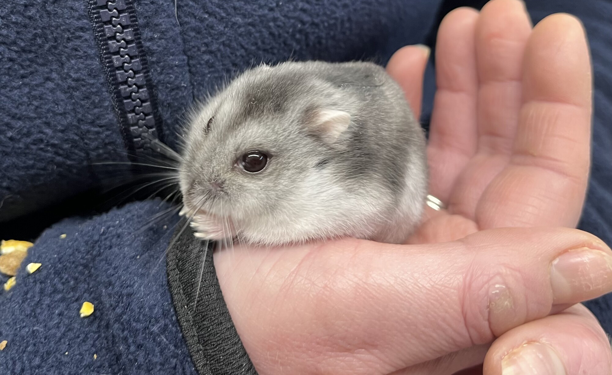 Grey hamster Roxy sits in a hand of person wearing navy jumper