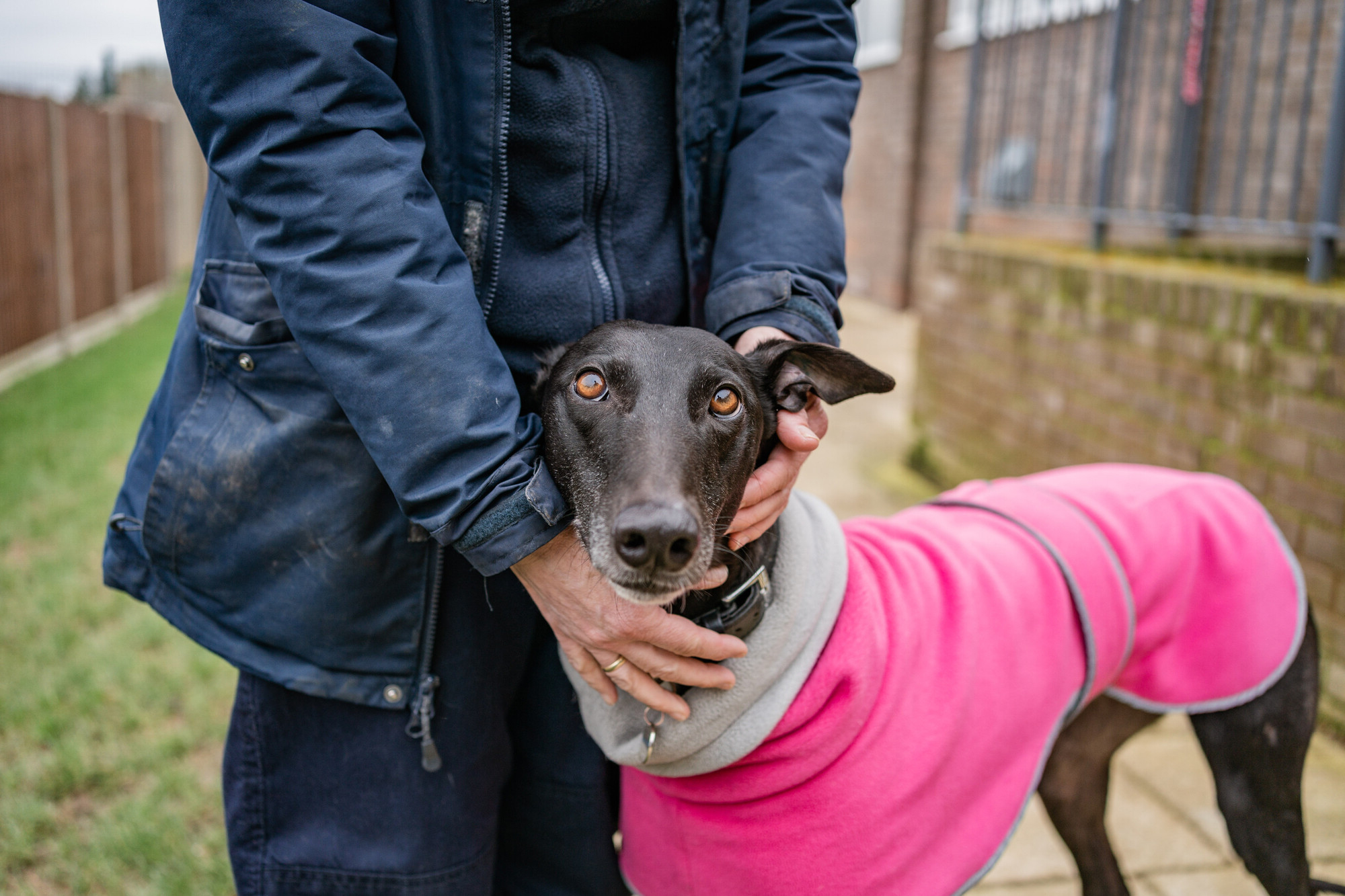 Black greyhound Martha wearing a bright pink fleece nuzzling into one of the Blue Cross team