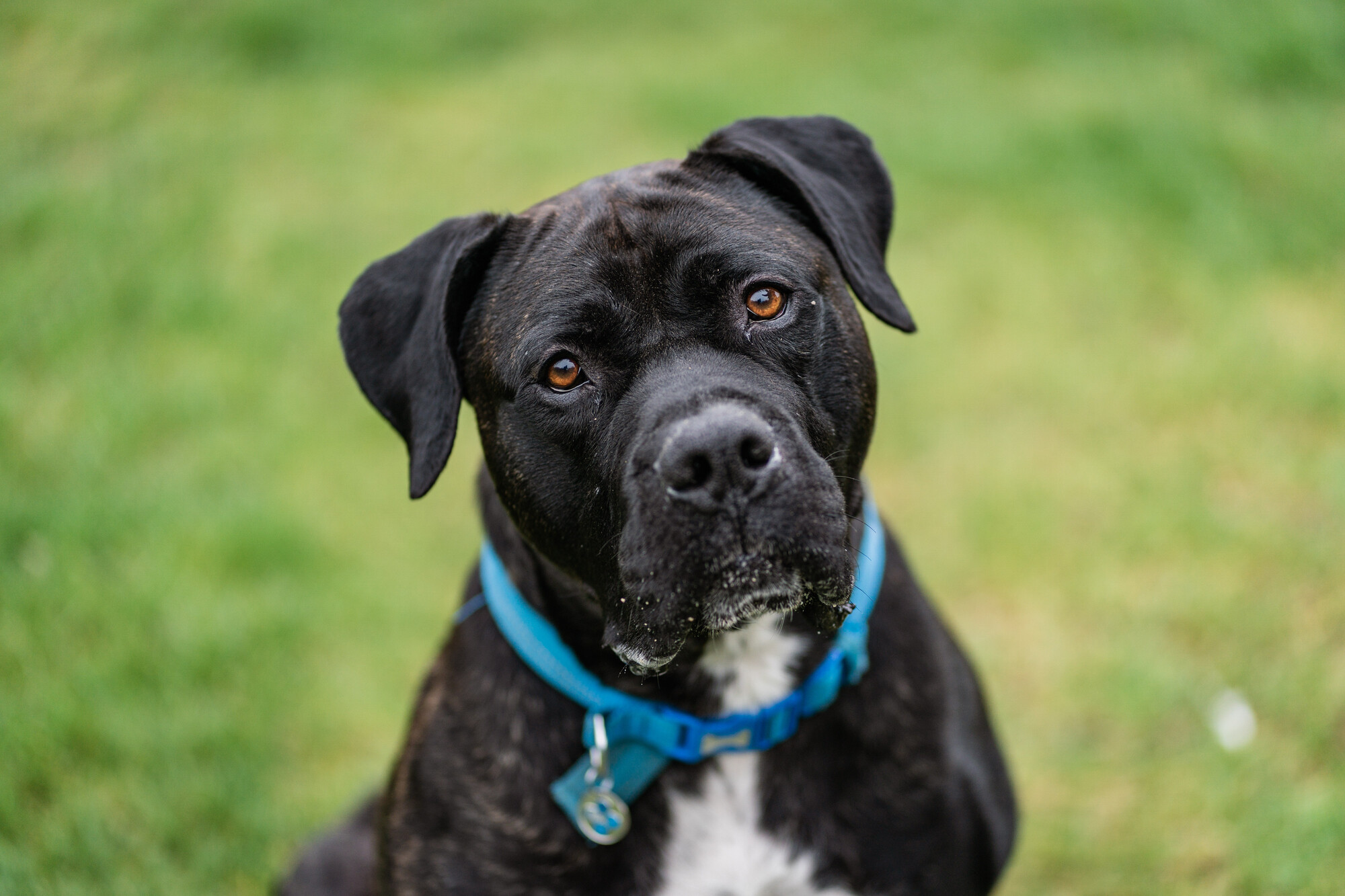 Black cane corso Rupert wearing a blue collar looking to camera while sitting on grass