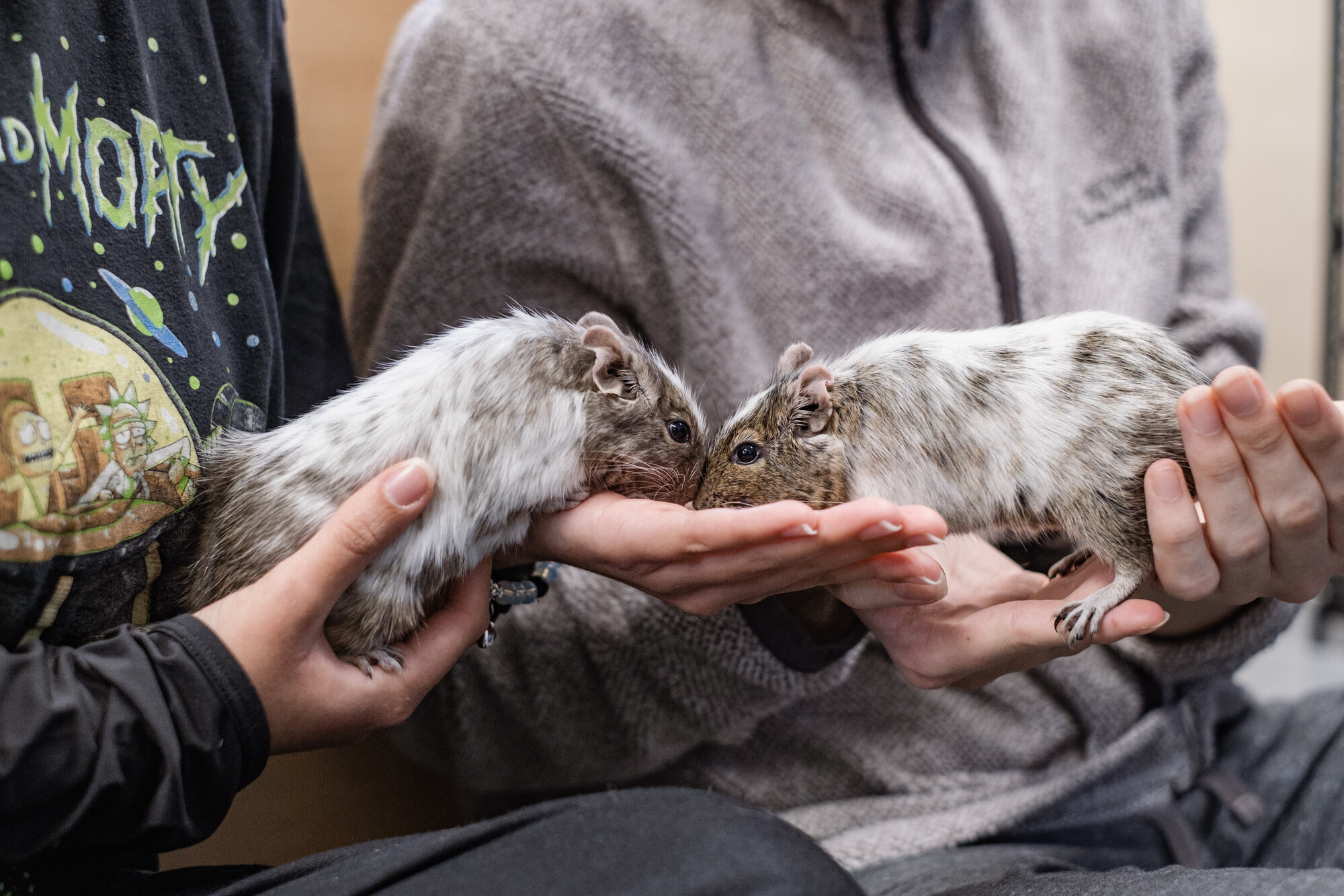 Two white and brown degus sit nose to nose on the hands of two young students