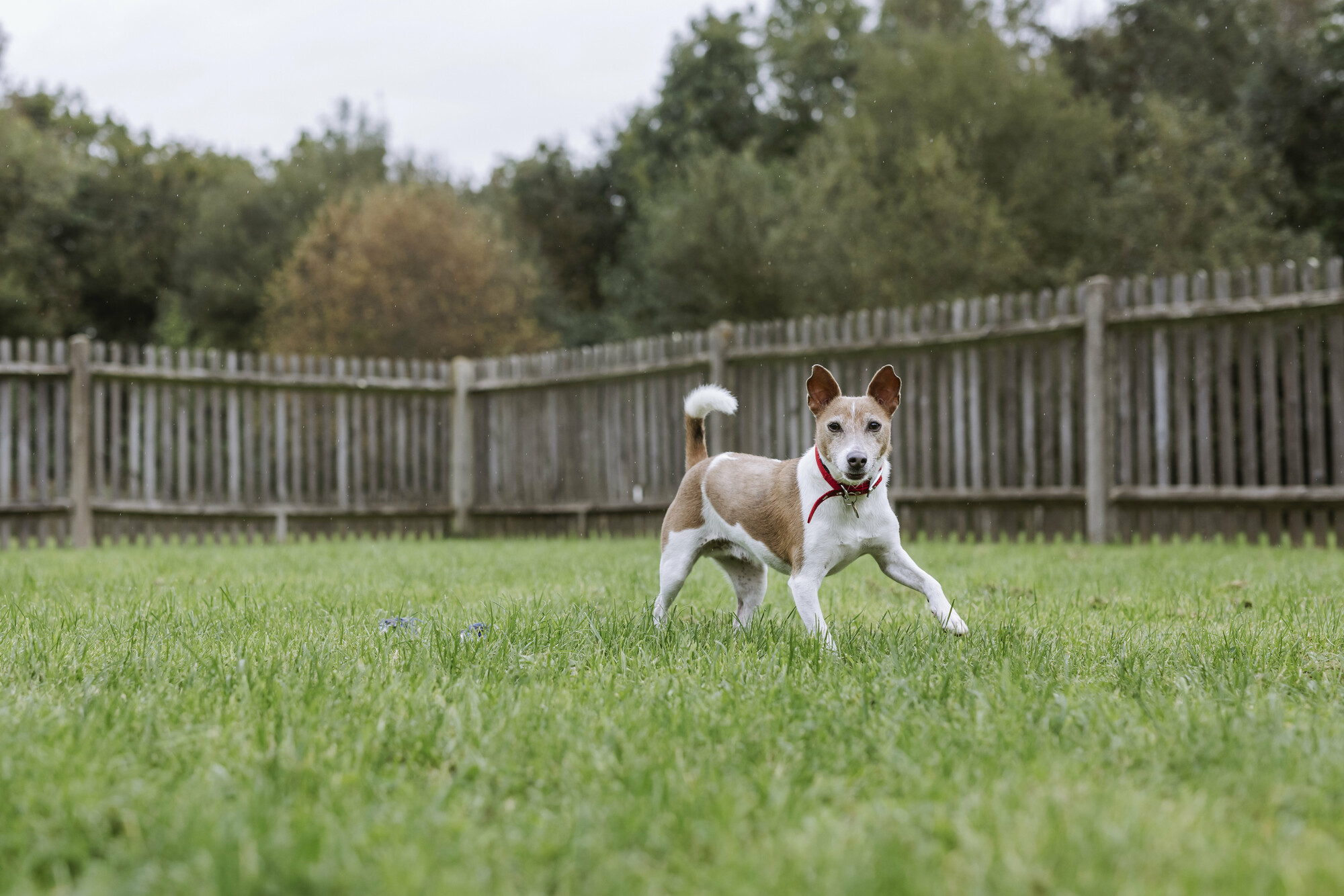 Jack russell terrier Hero runs through a grassy paddock surrounded by a wooden fence