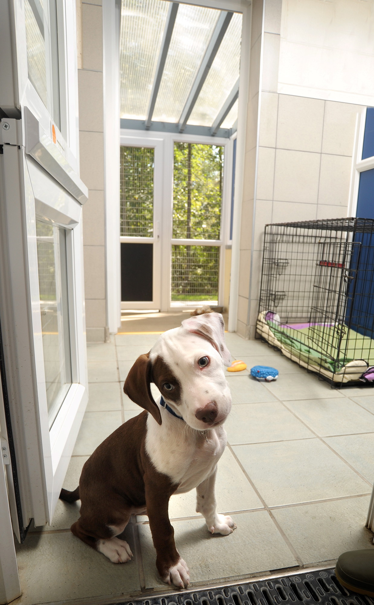 Puppy Wispa at Southampton adoption centre
