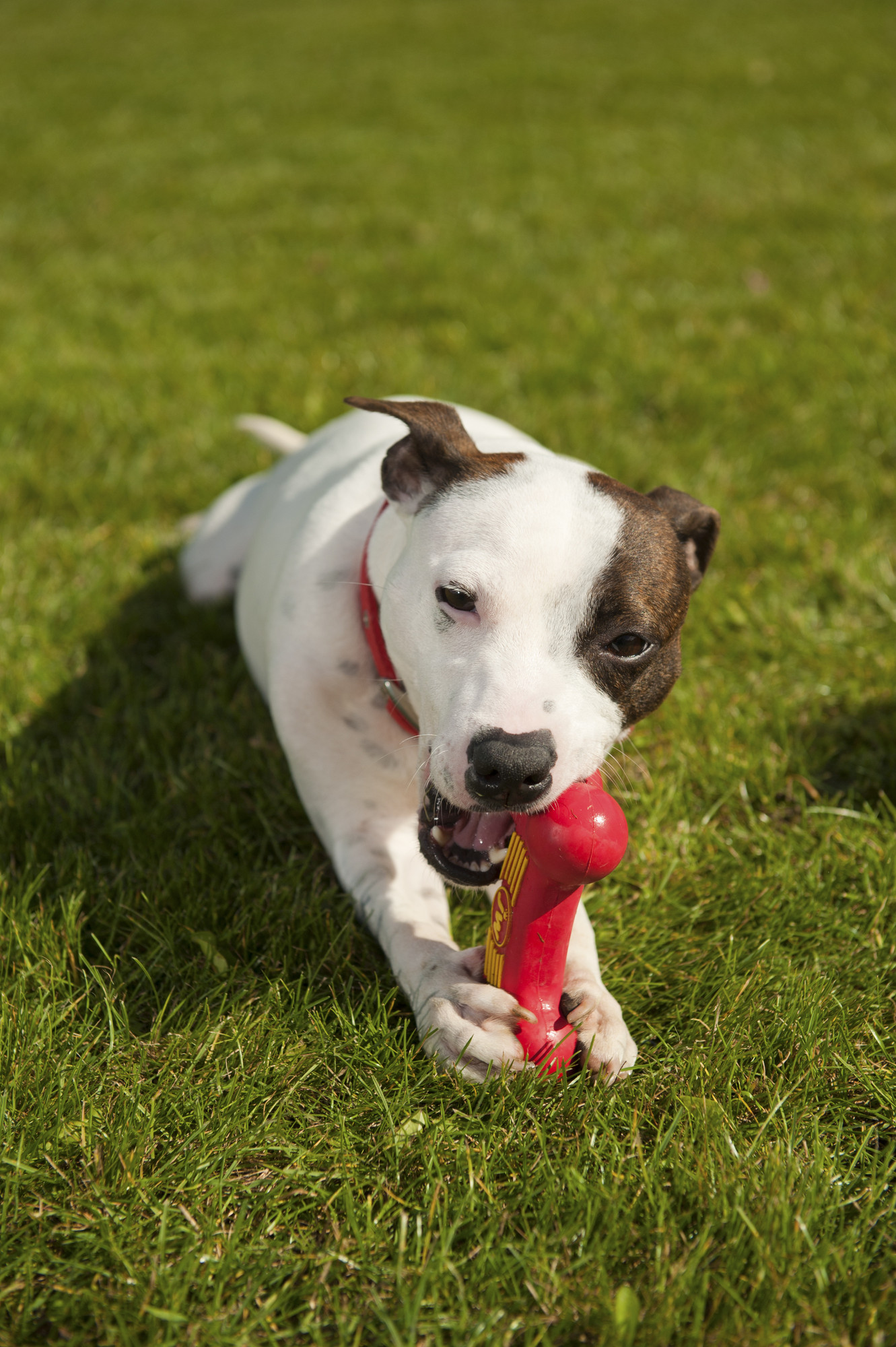 Staffordshire bull terrier Casey at Thirsk adoption centre