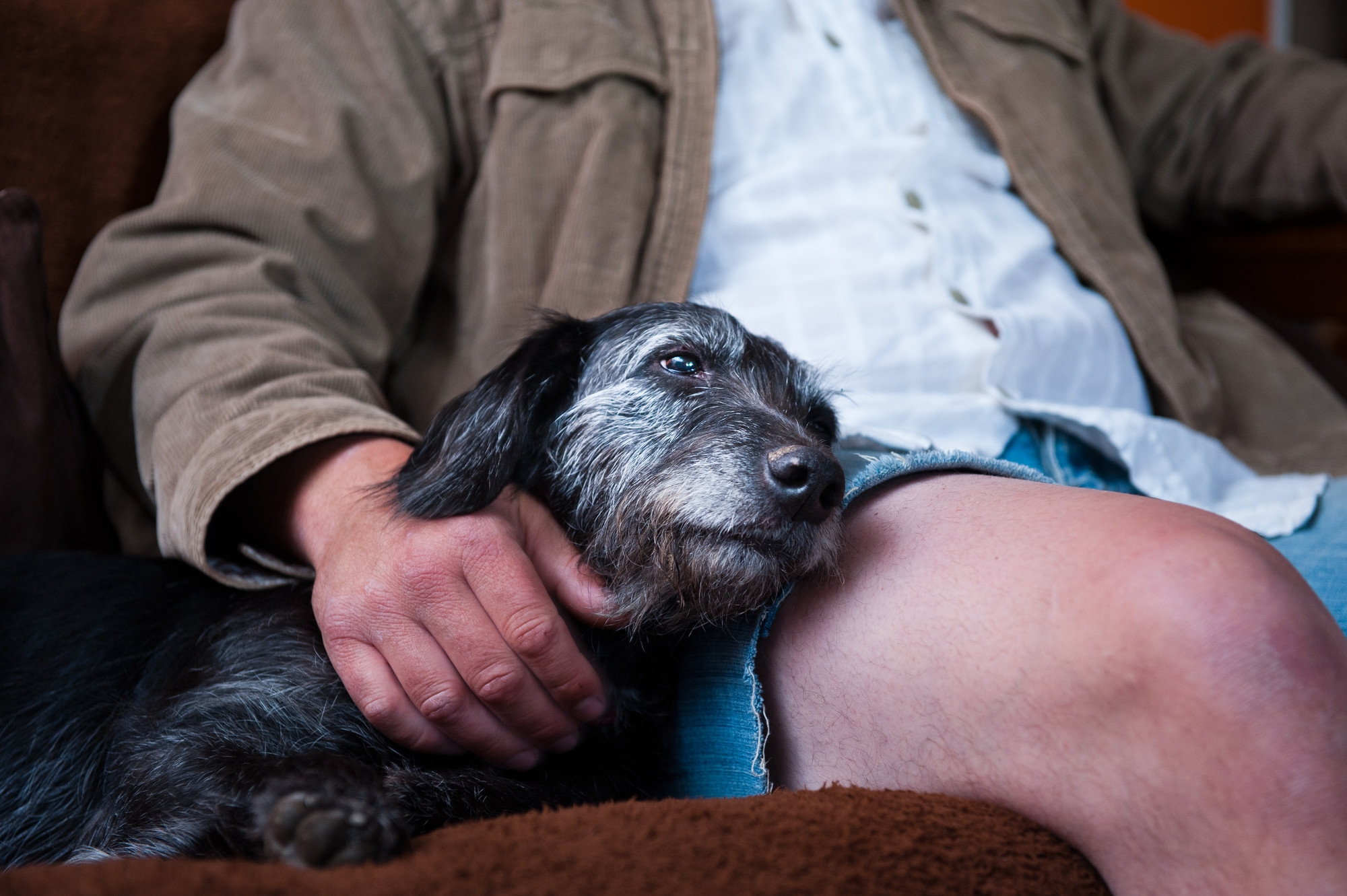 Bedlington terrier cross Brandy with her new owner