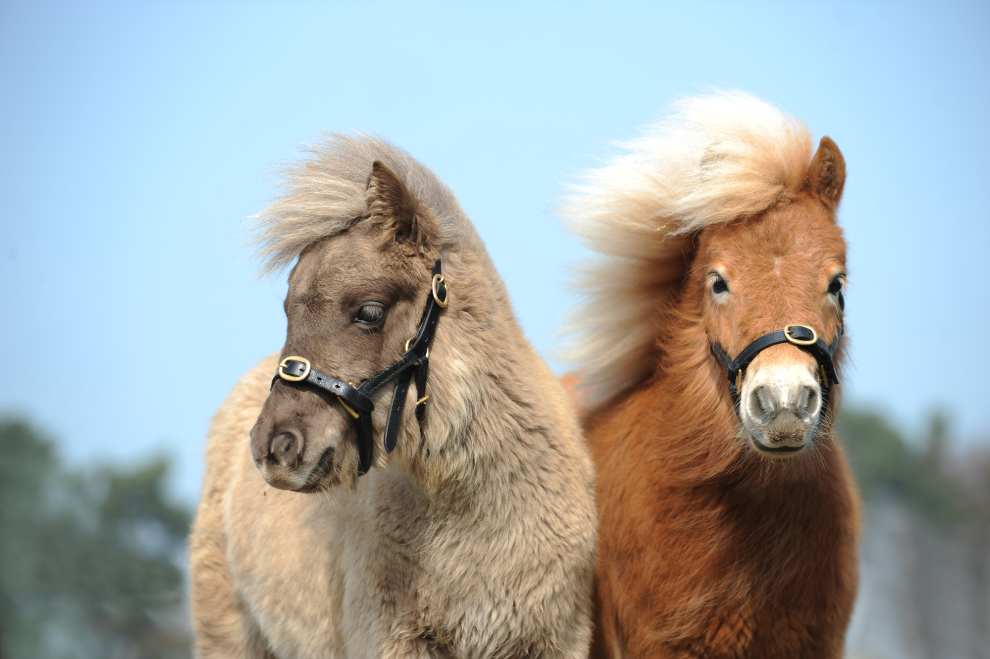 Foals Tinker and Peanut B at Rolleston rehoming centre