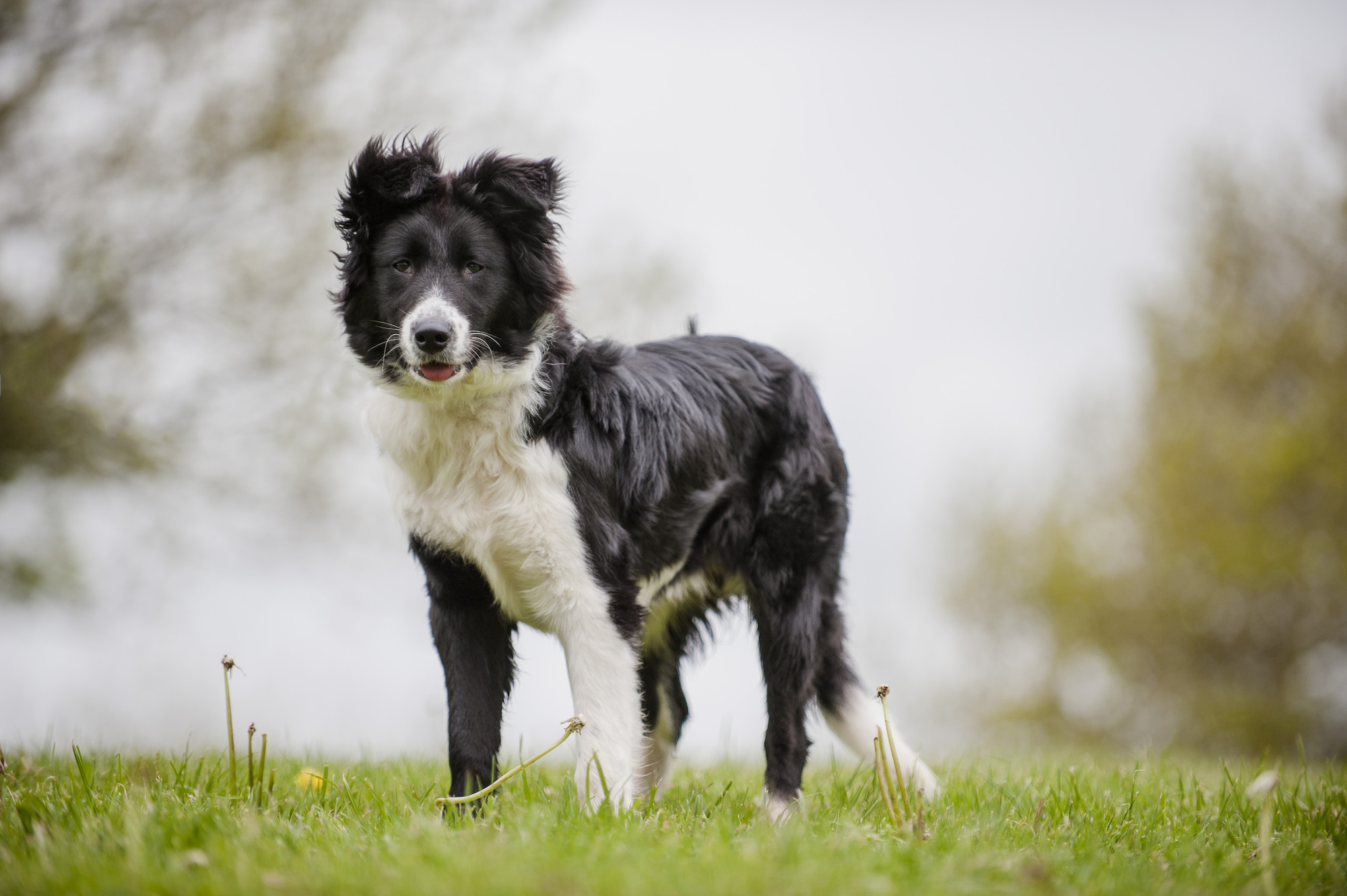 Dog Penny at Tiverton rehoming centre 