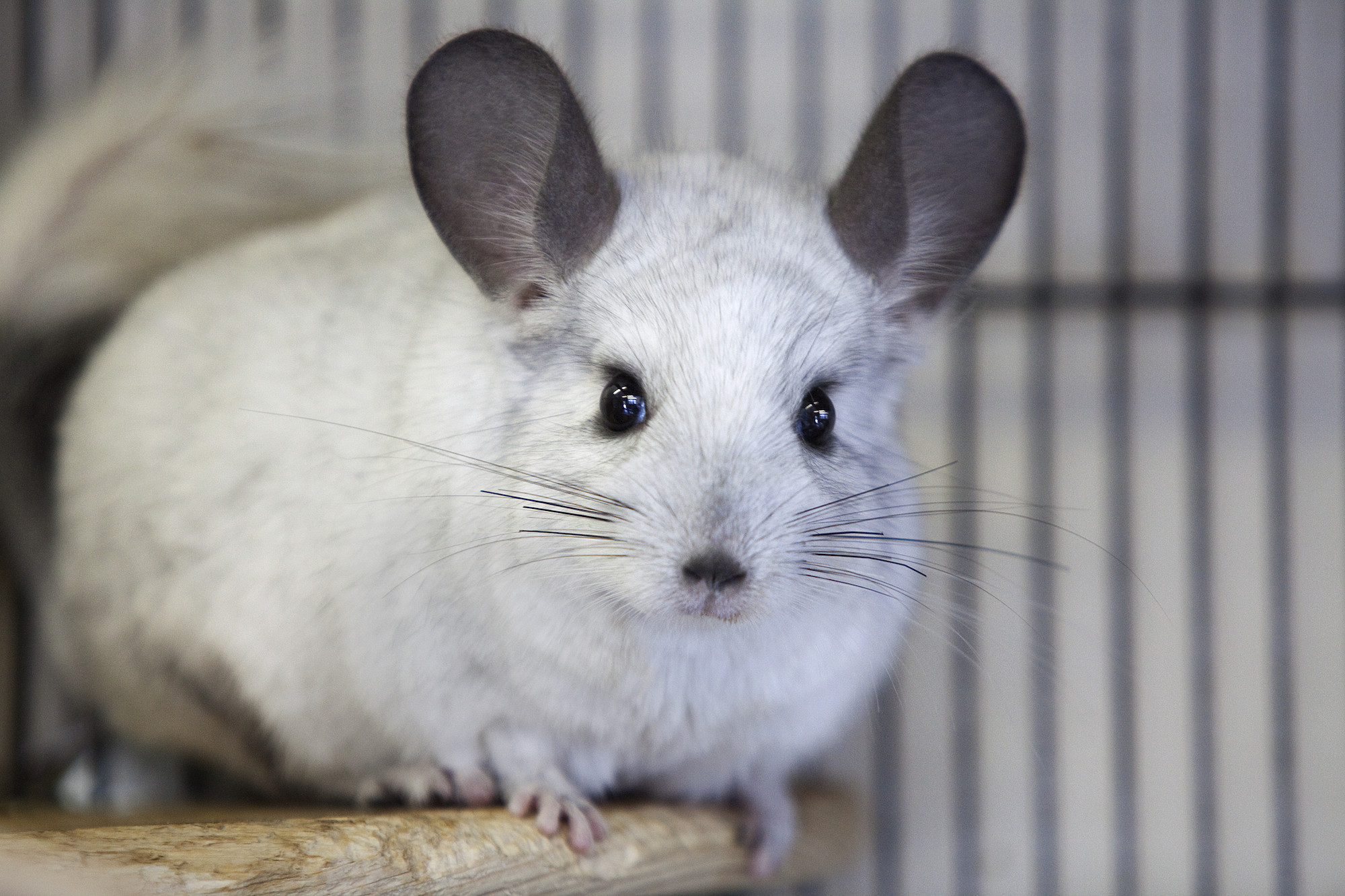 Chinchilla Hoop from Burford rehoming centre