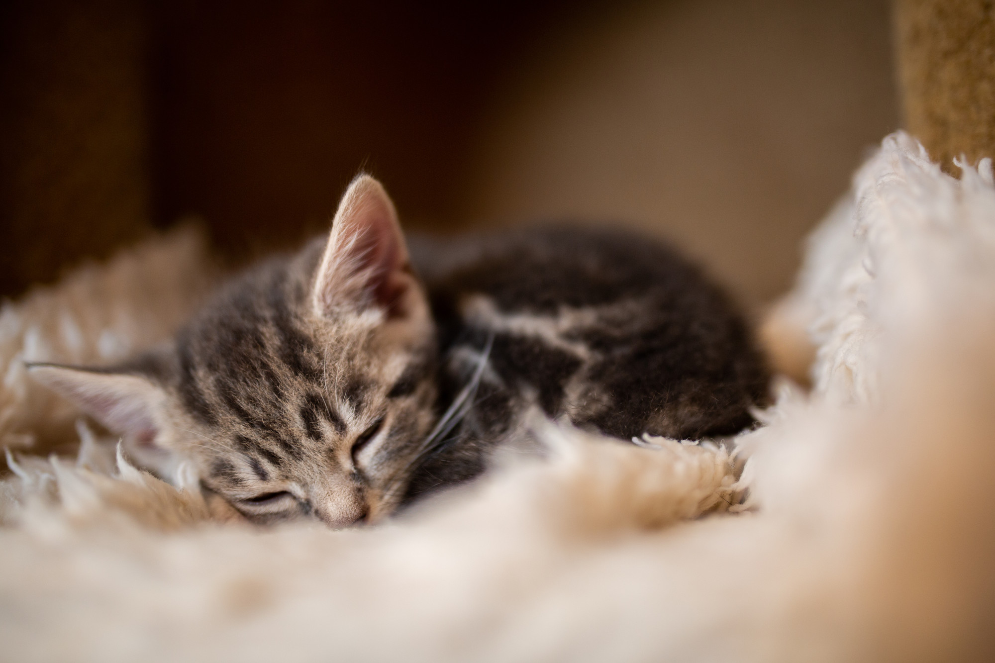 Kitten cuddled into warm blanket