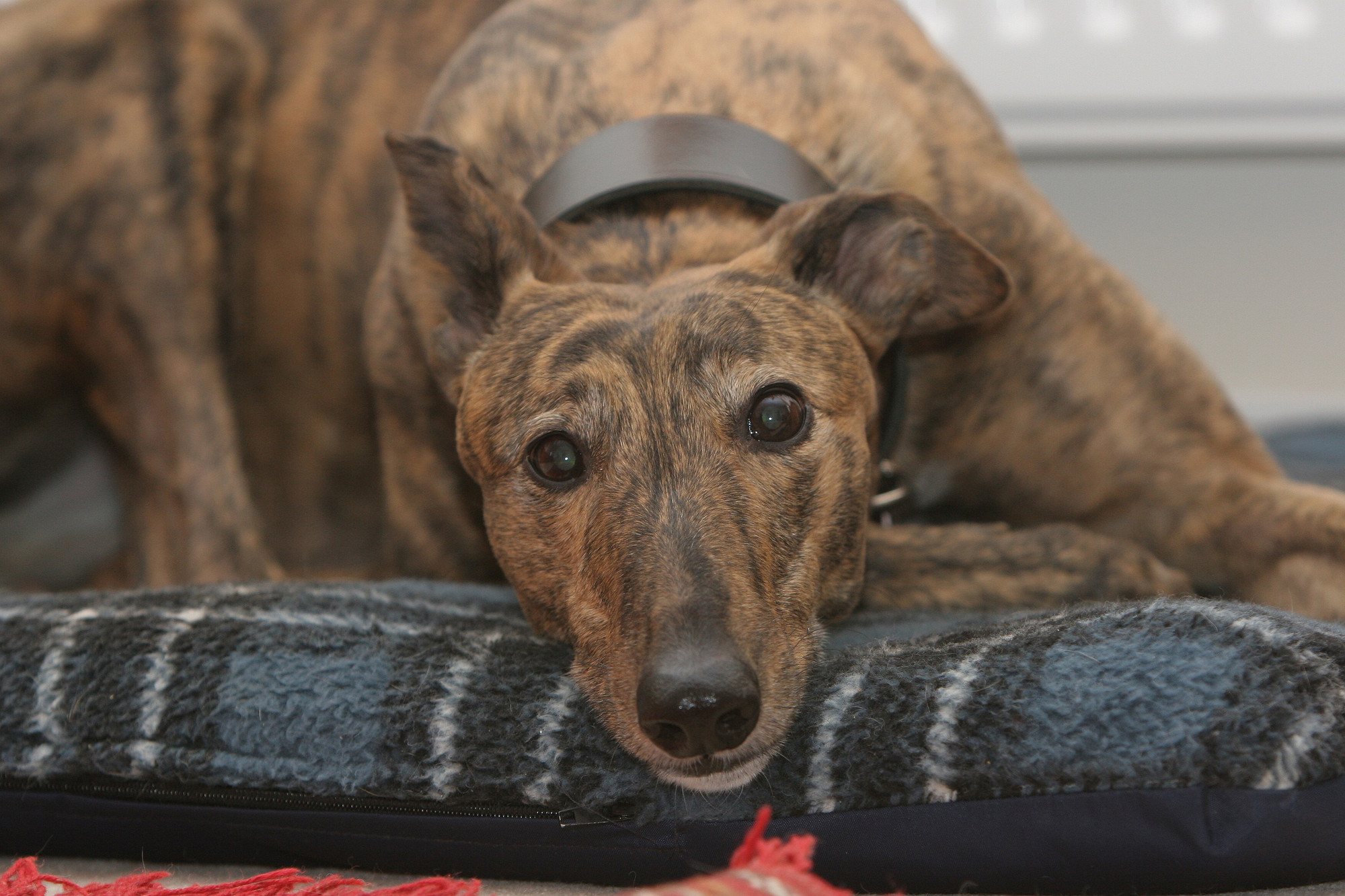 Lady, the brindled greyhound adopted by Jane Williamson