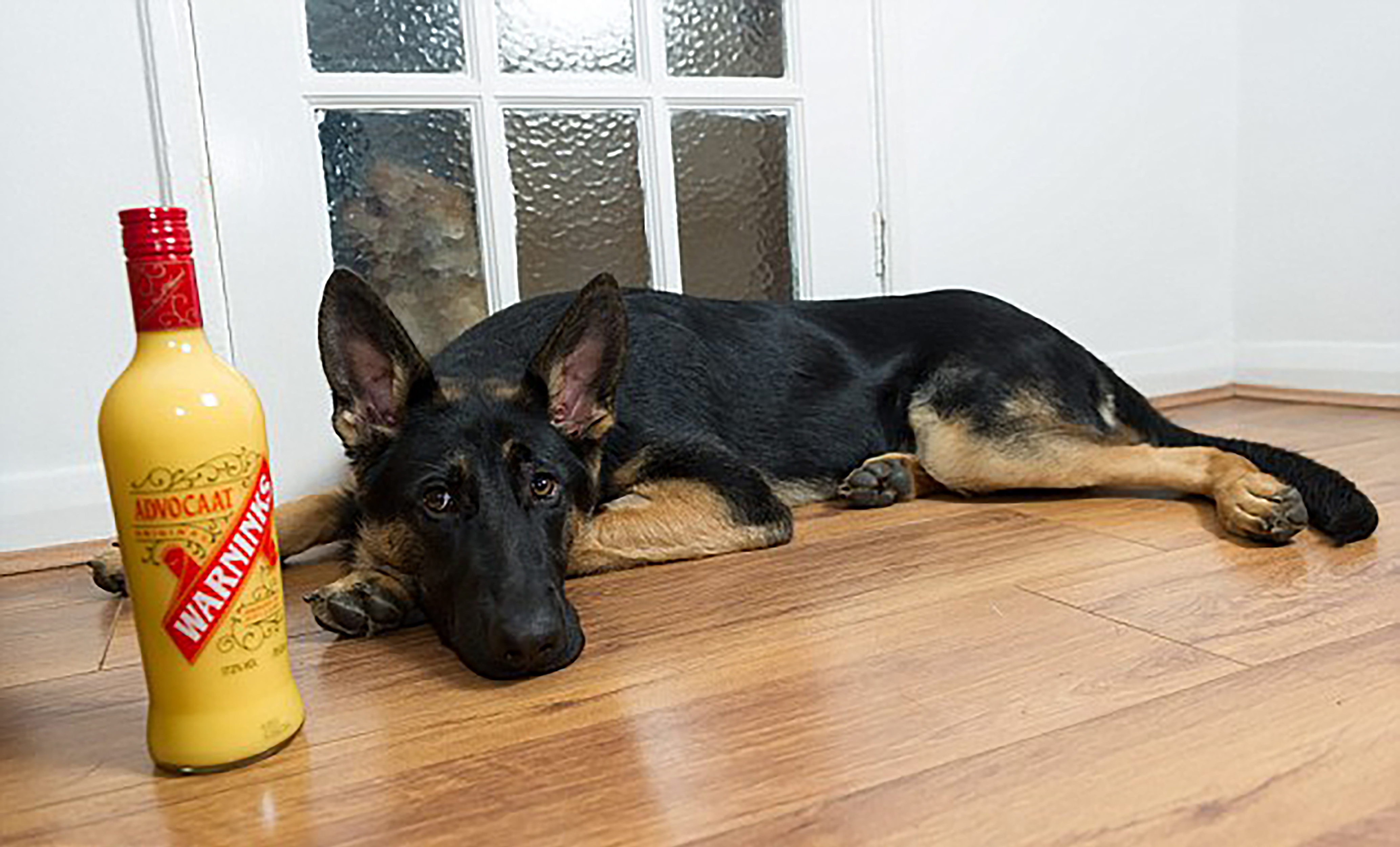 Dog Bella on floor after drinking eggnog