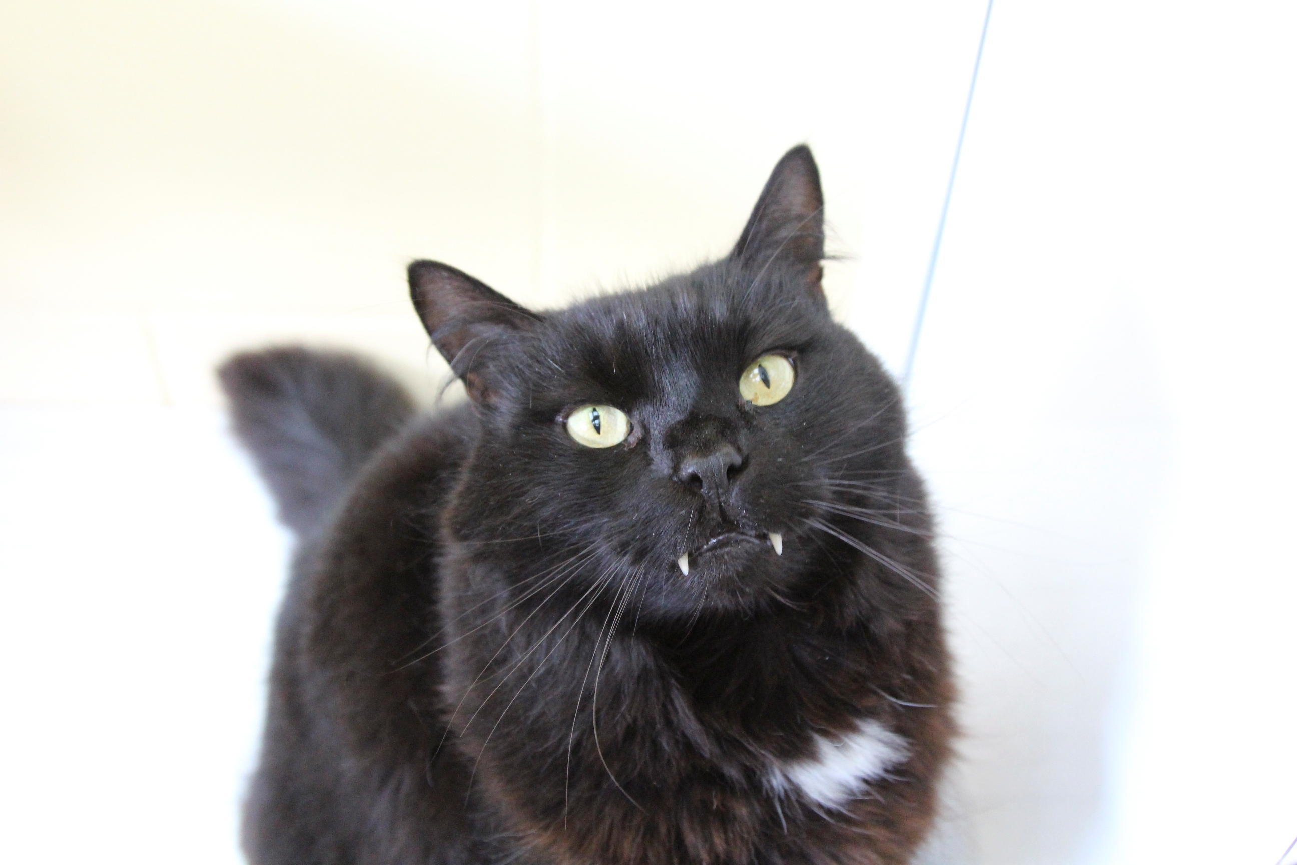 Photo of Timmy, a black cat with large, protruding canine teeth
