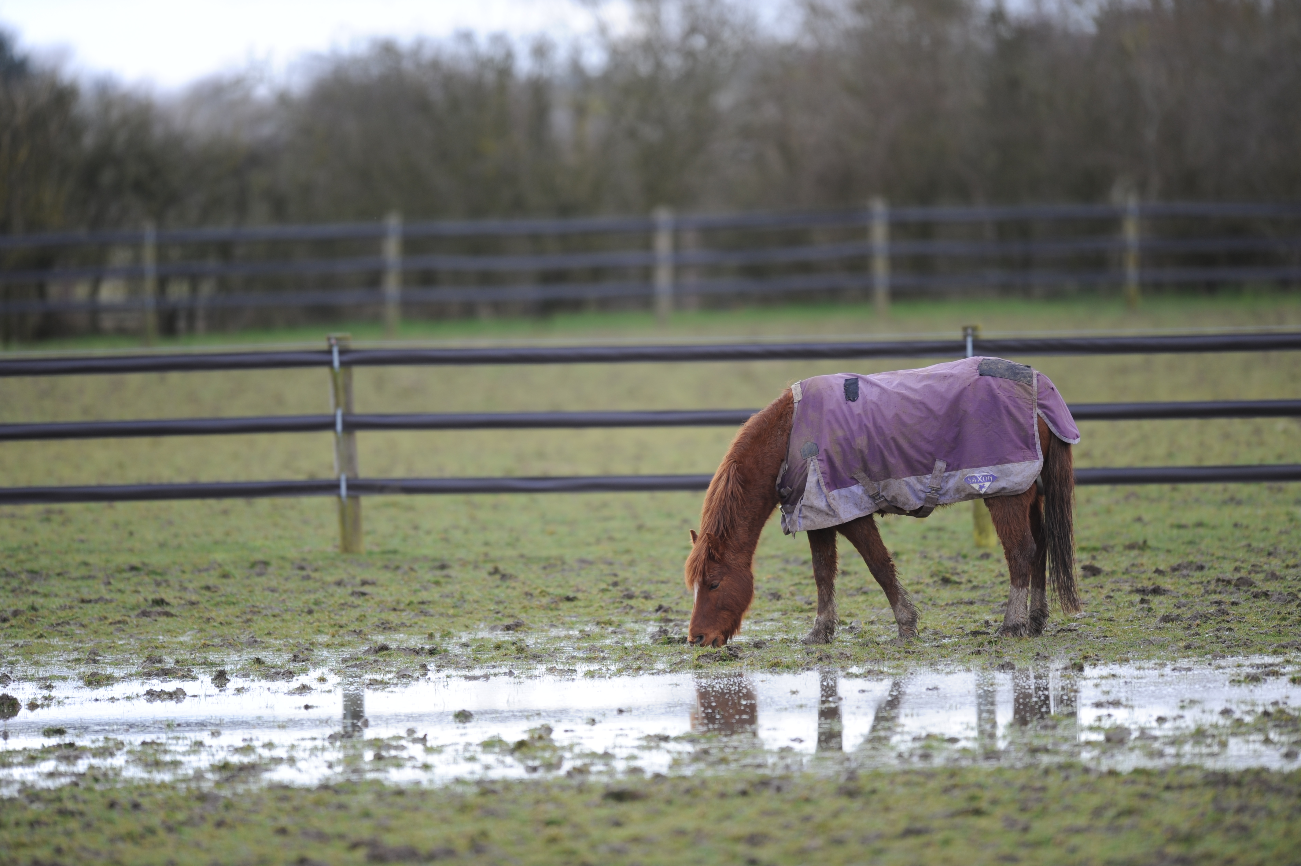 Horse in muddy and wet field