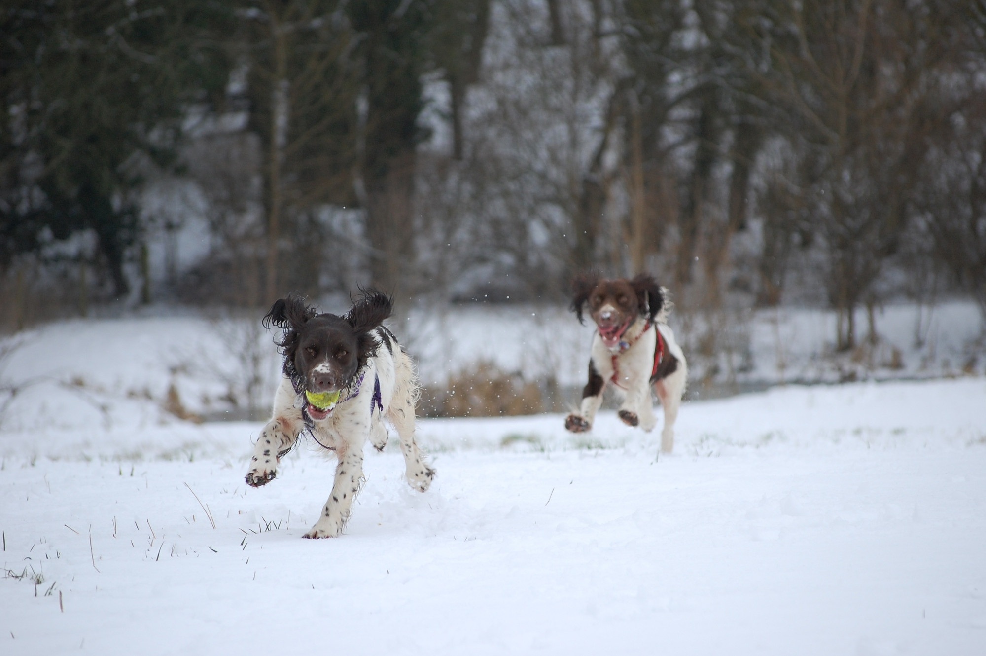 Snow walk with 2 Springers